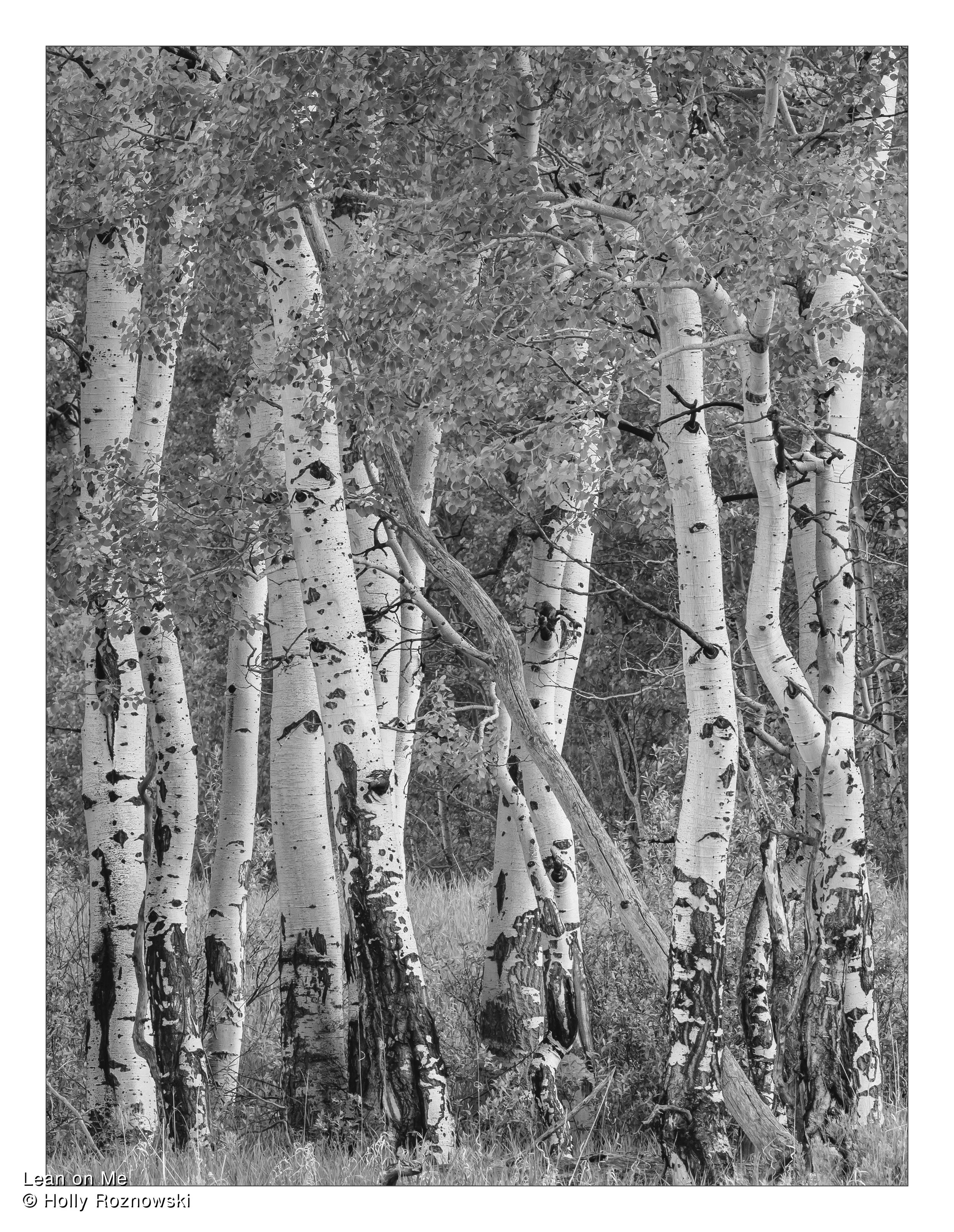 Group of white birch trees with peeling bark and dense foliage in the background, in a forest setting.