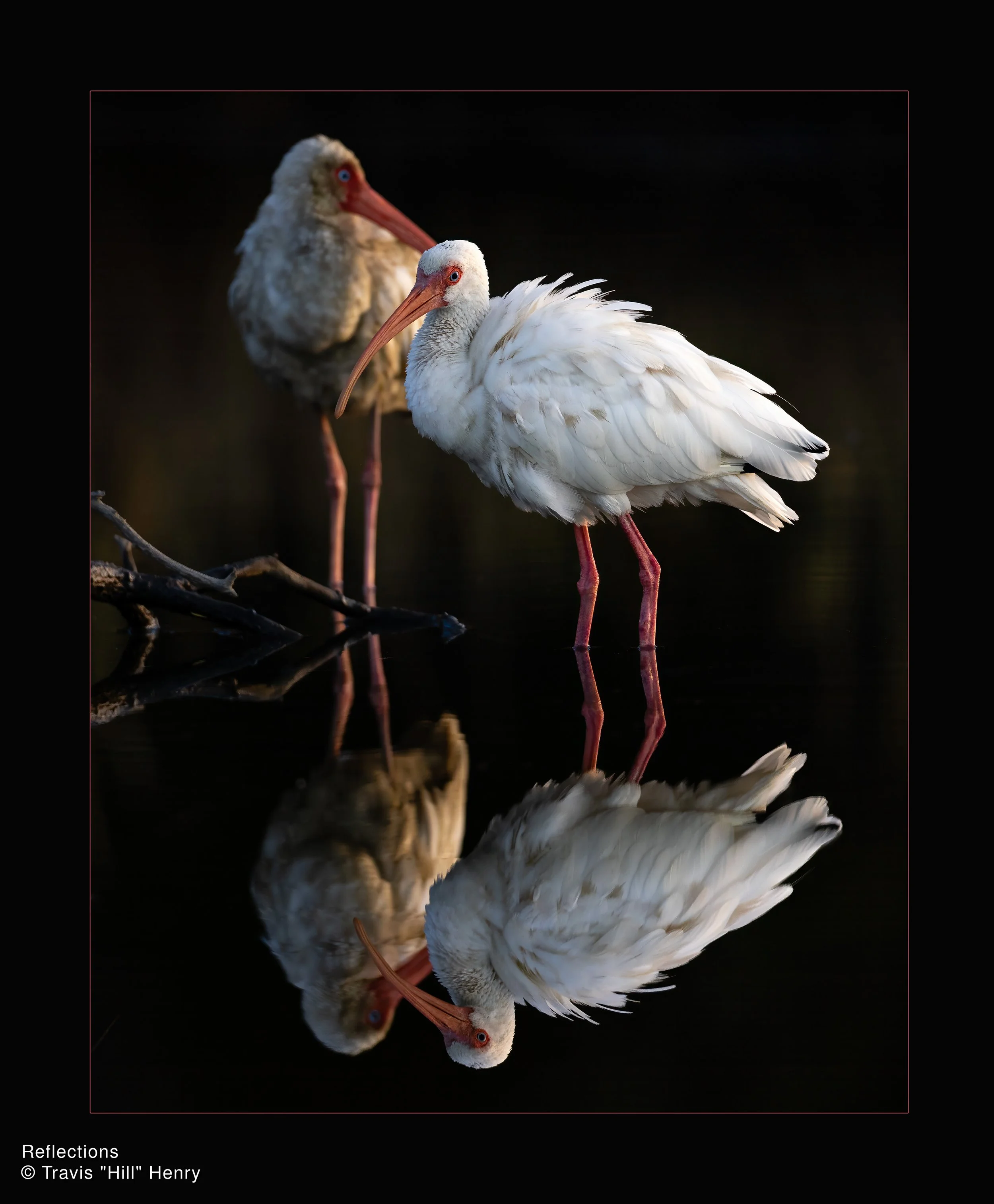 Henry, Travis Hill-Reflections, PPETN