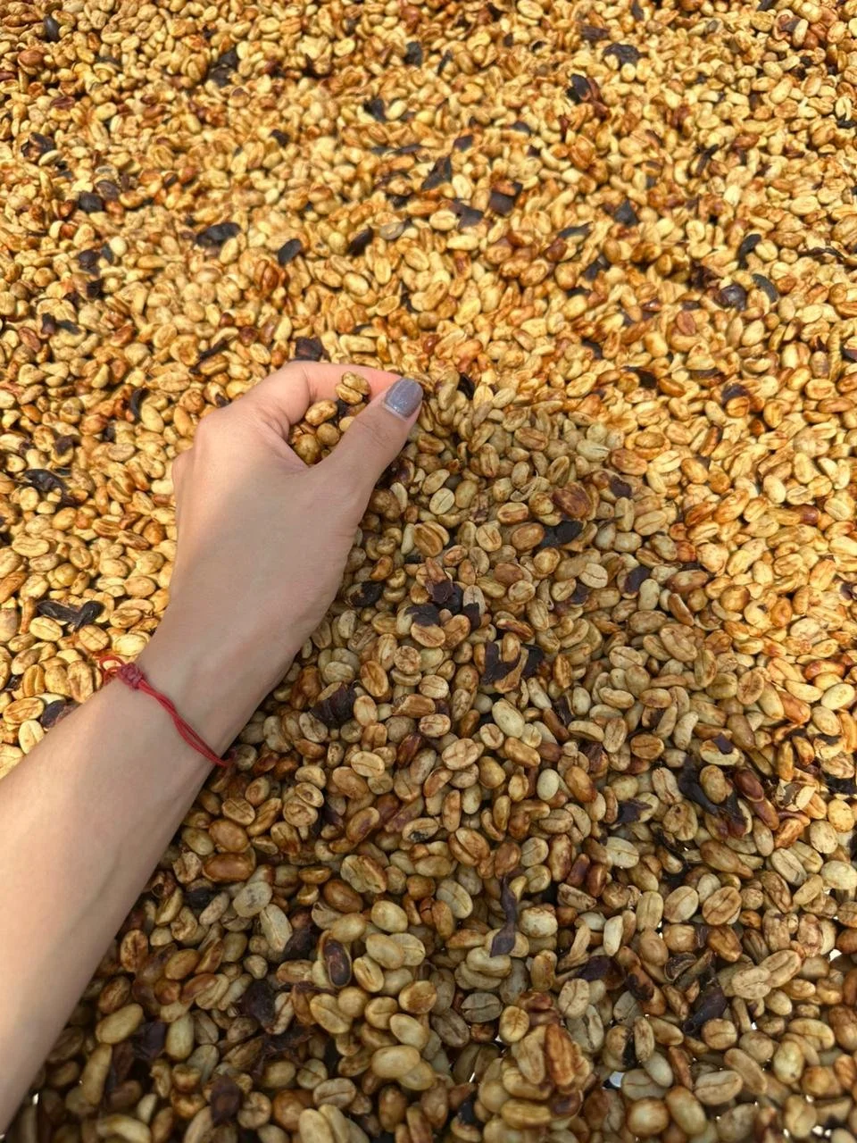 A hand with gray painted nails wearing a red bracelet is touching roasted coffee beans spread out on a surface.