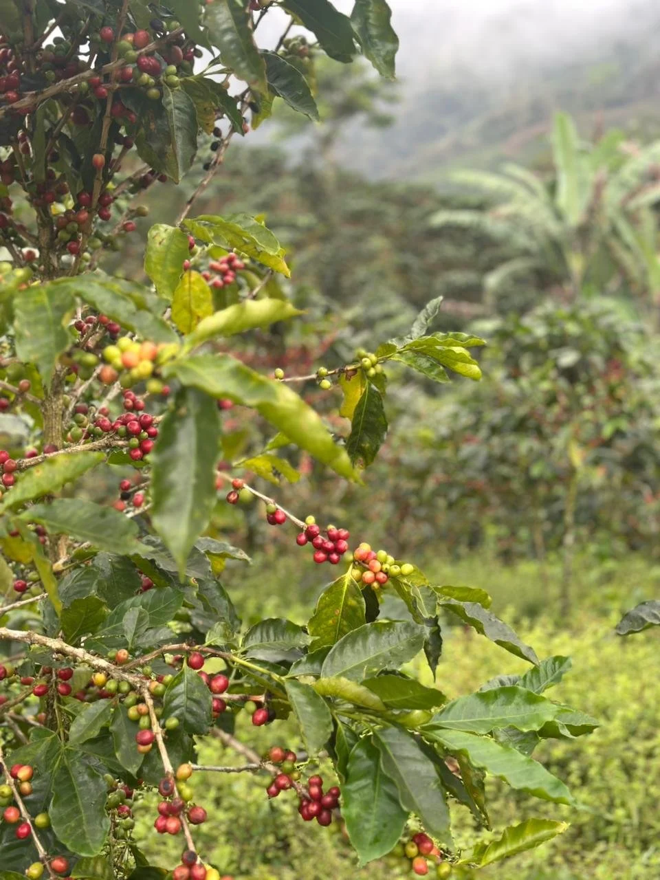 Coffee plants with green and red coffee cherries in a lush, foggy plantation setting.
