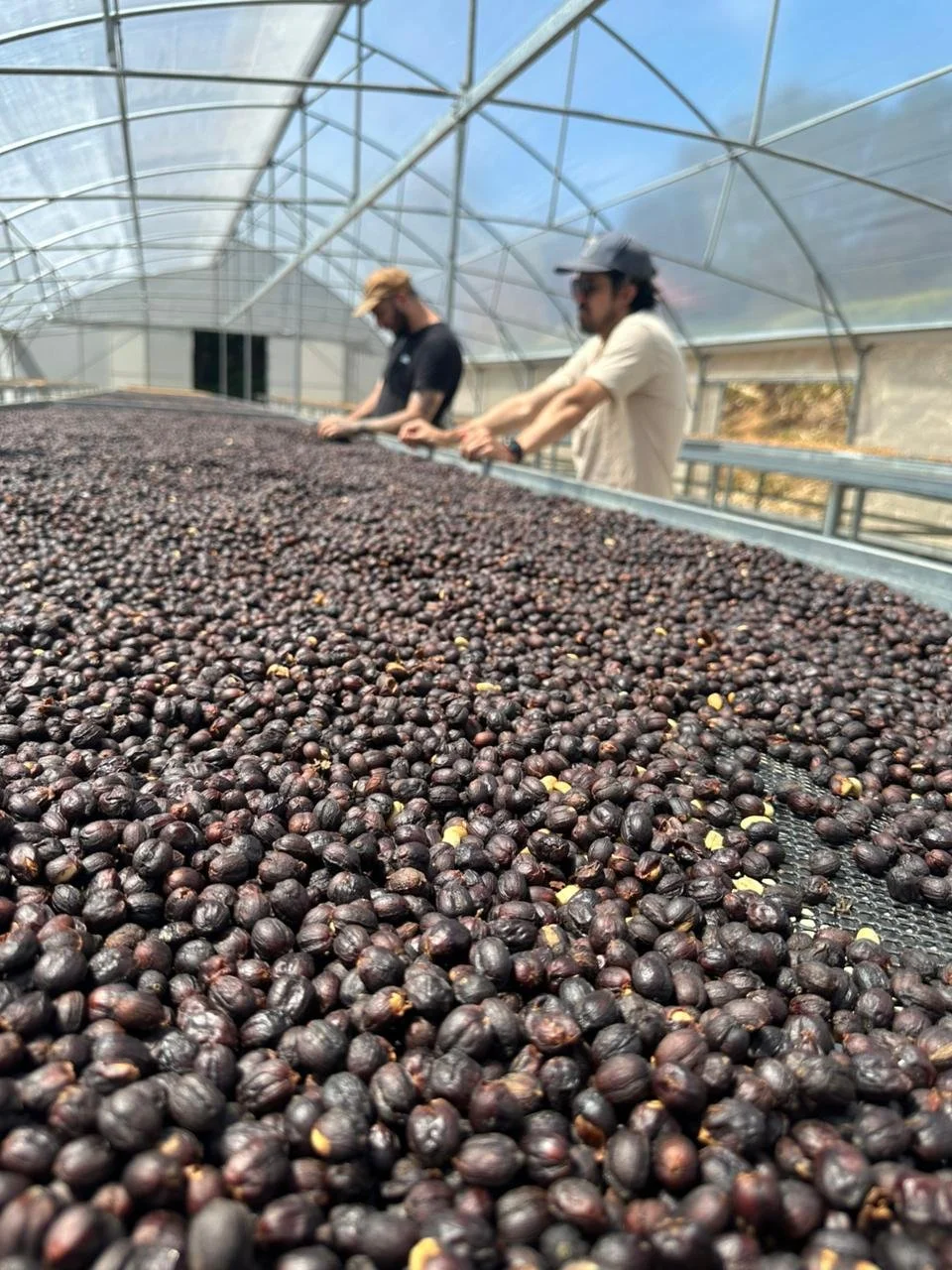 Two people working under a greenhouse inspecting or sorting a large bed of dark purple hops.