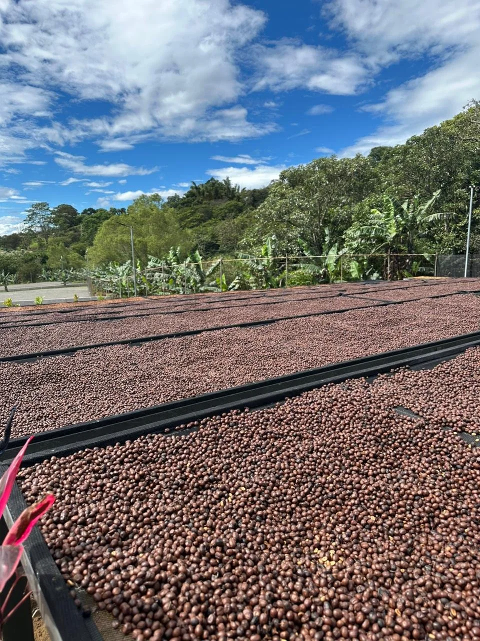 Coffee cherries spread out on drying racks outdoors under a blue sky with clouds and green trees in the background.