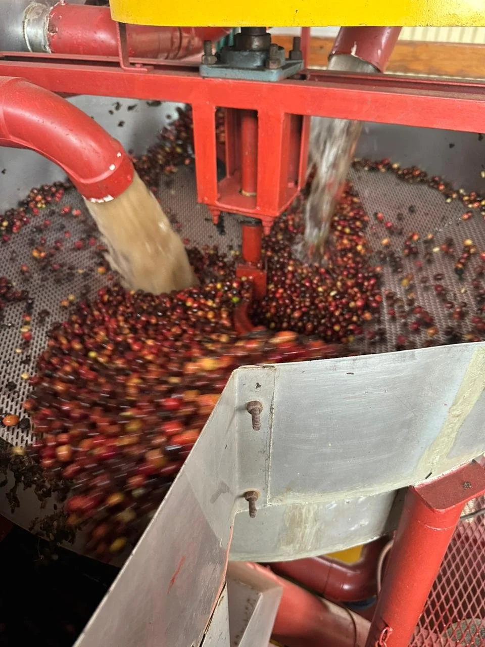 Grapes being processed in a machine, with water flowing over them on a mesh conveyor belt.