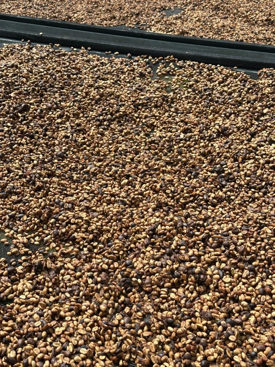Coffee beans drying under sunlight on a black surface with a black frame.