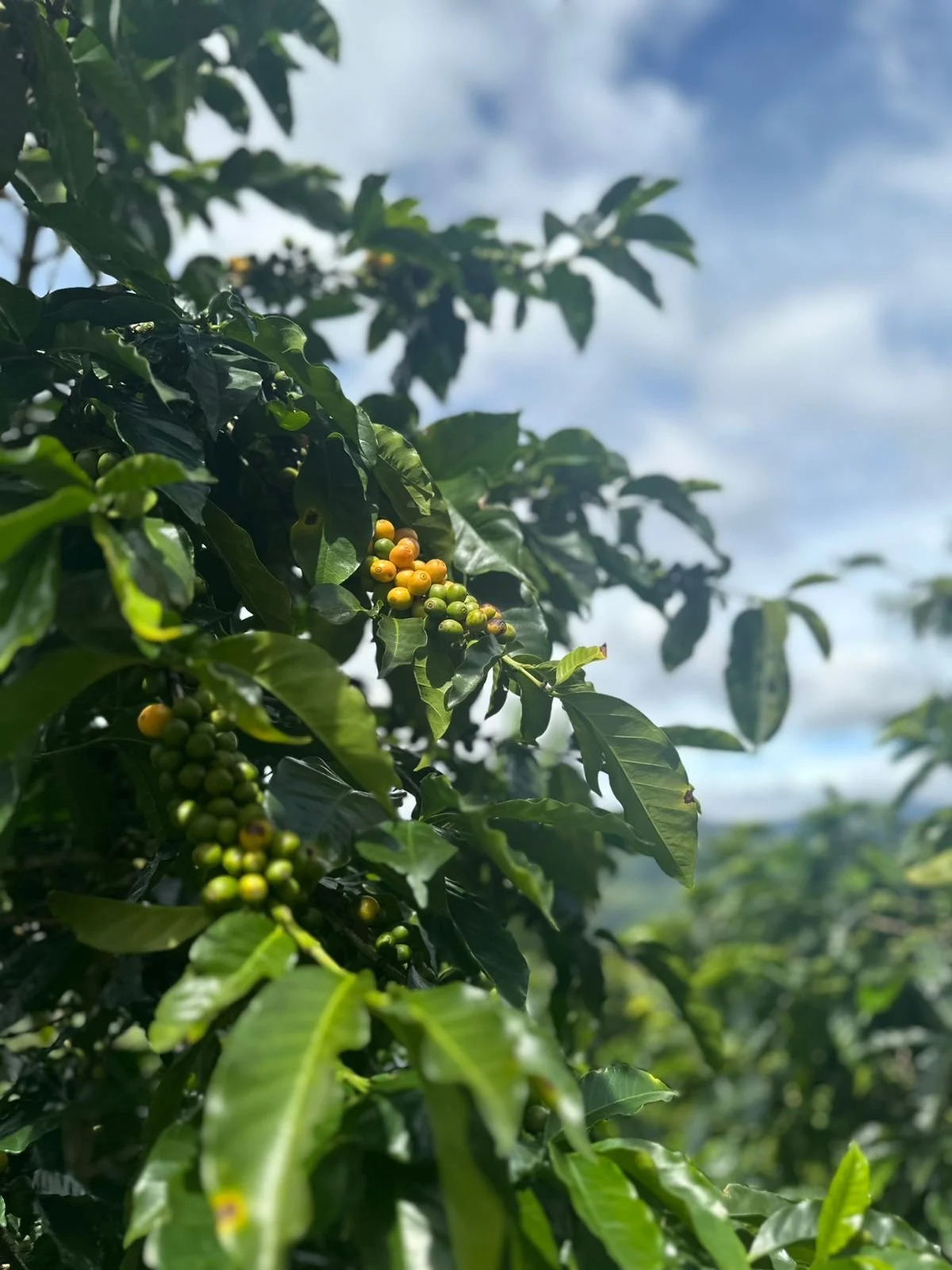 Close-up of coffee plant with green and ripening coffee cherries against a partly cloudy sky.
