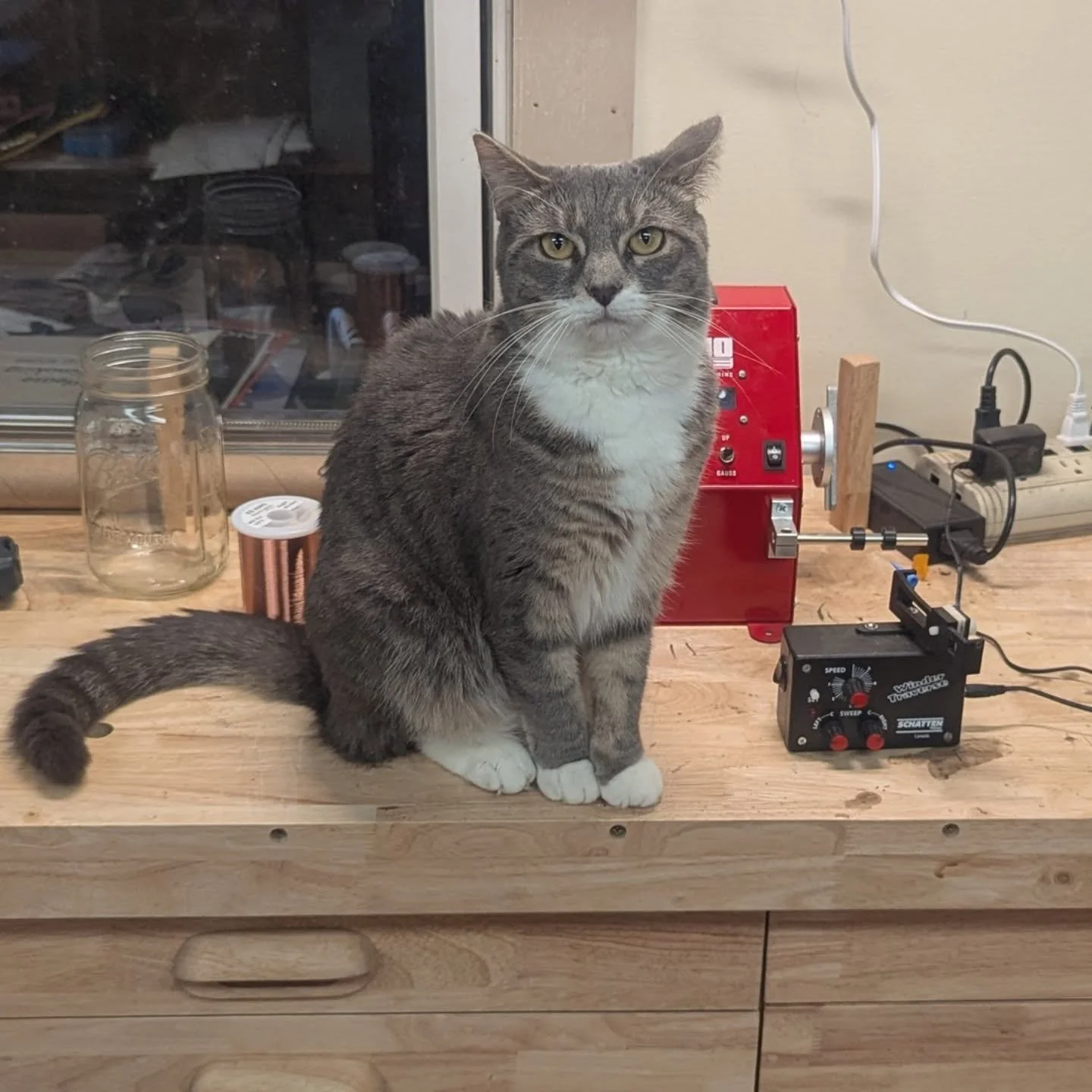 My new assistant, during the interview I asked if she knew ohms law and she hissed at me. 10/10 good kitty.