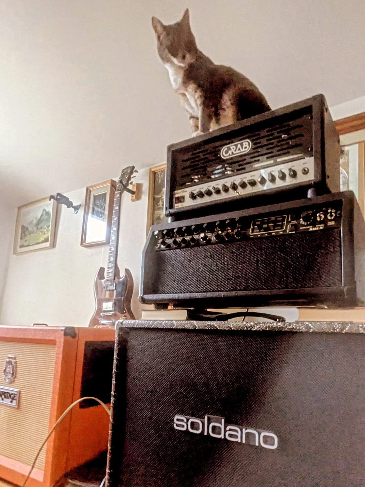 #catsonamps