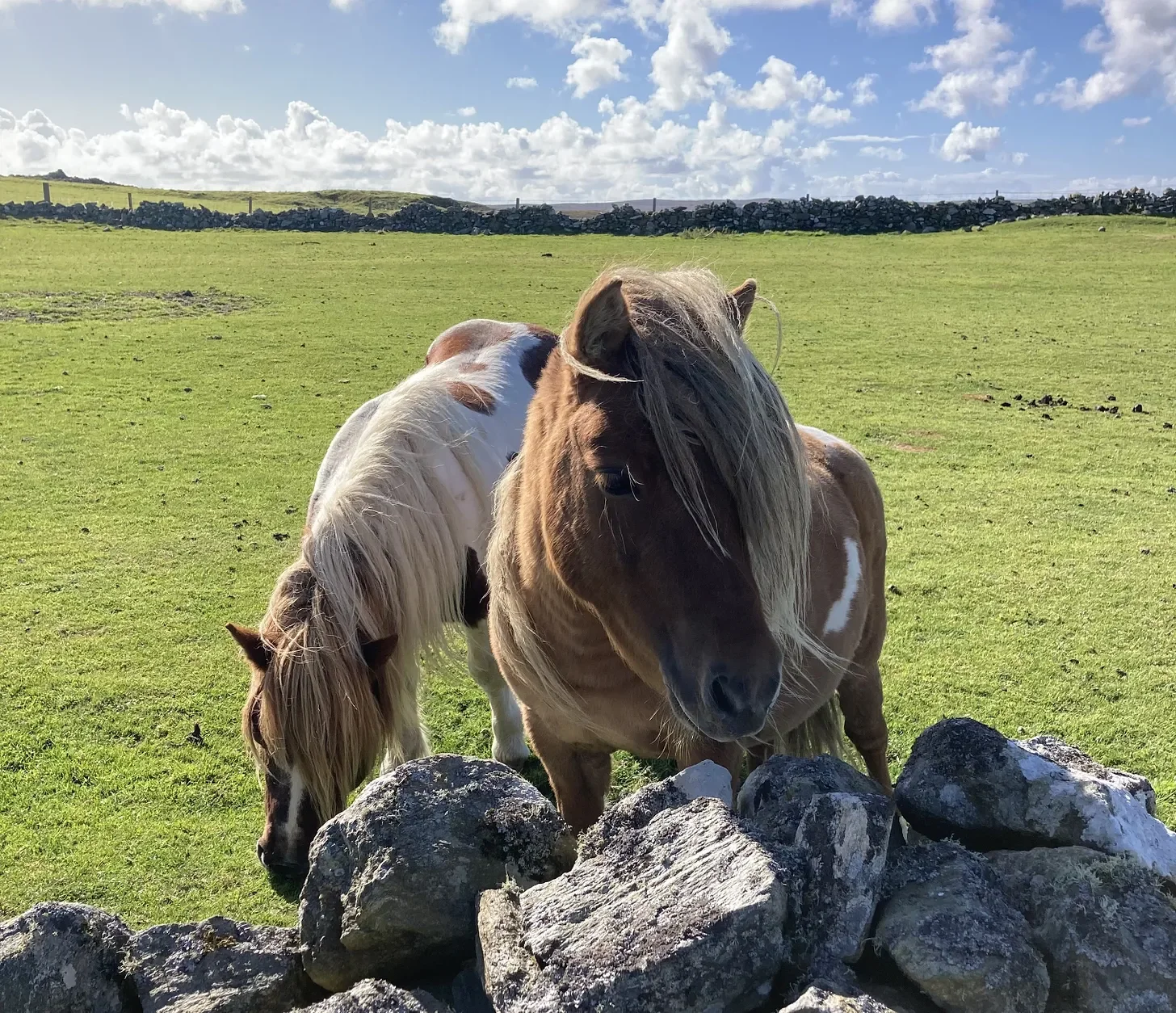 I’d rather talk about Shetland ponies
