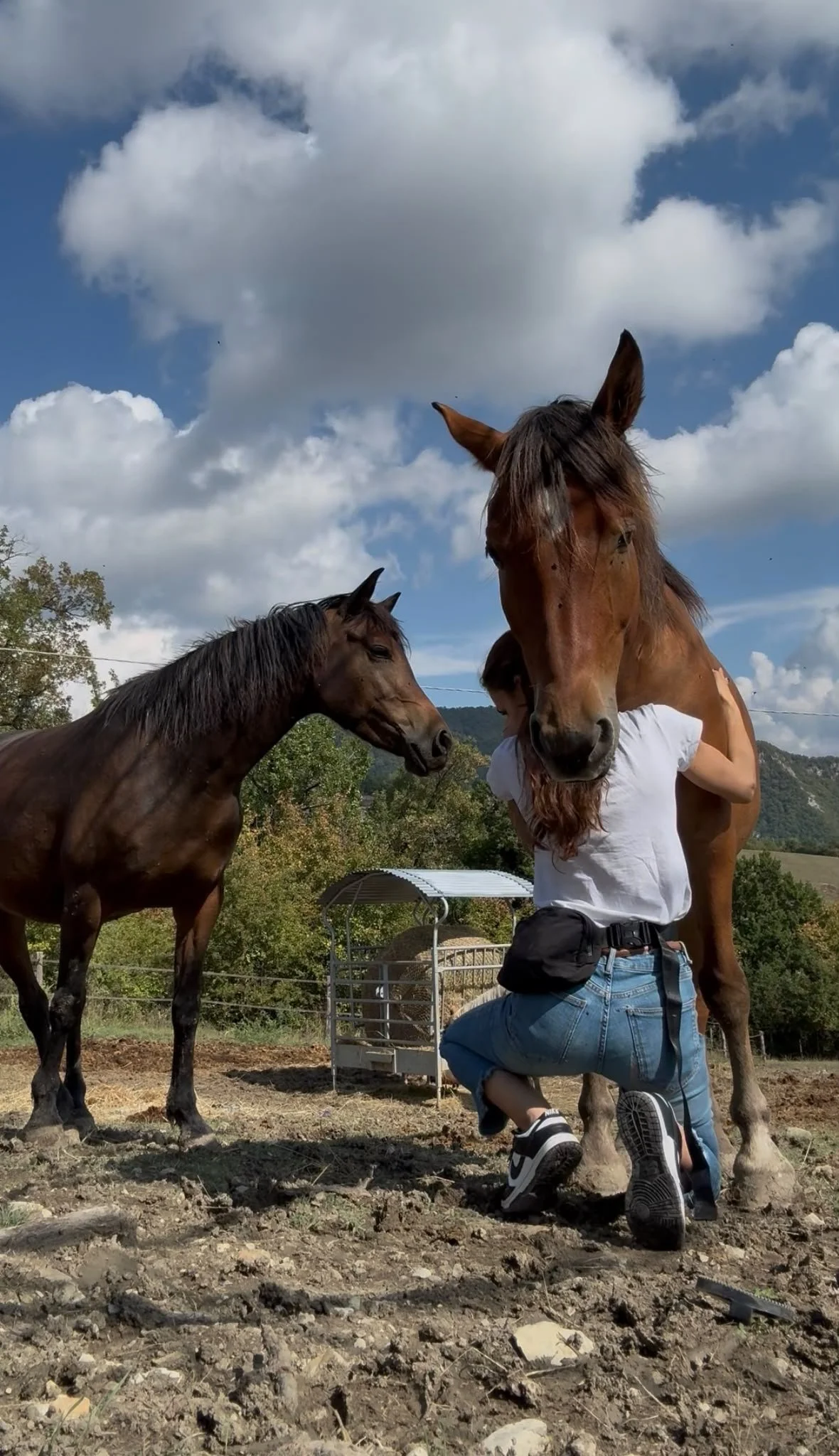 Sessione Energetica + Comunicazione Animale - Online
