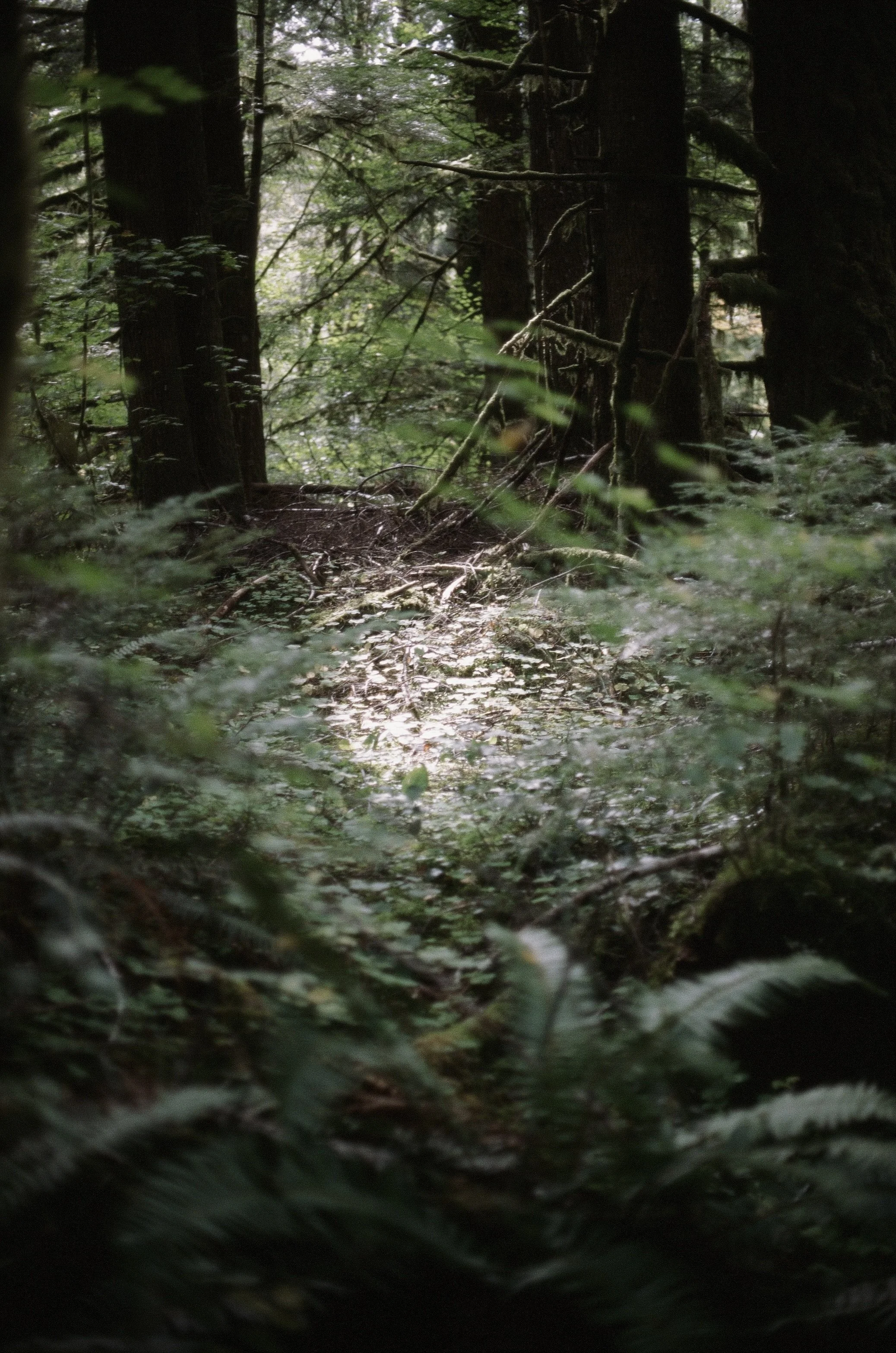 Portland, Oregon - 35mm