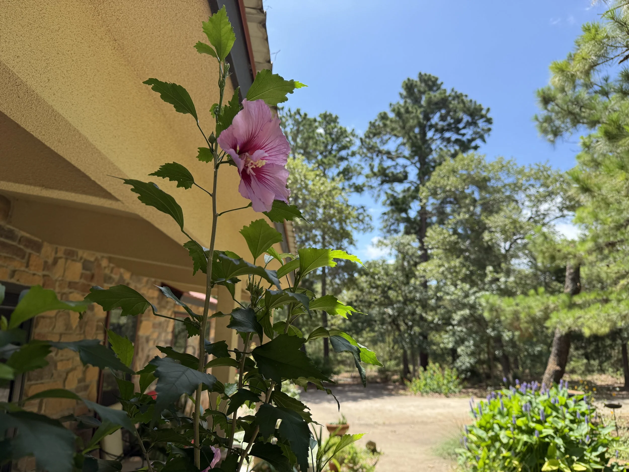 There is something in bloom here more than half the year. The towering pines are our eternal backdrop. 