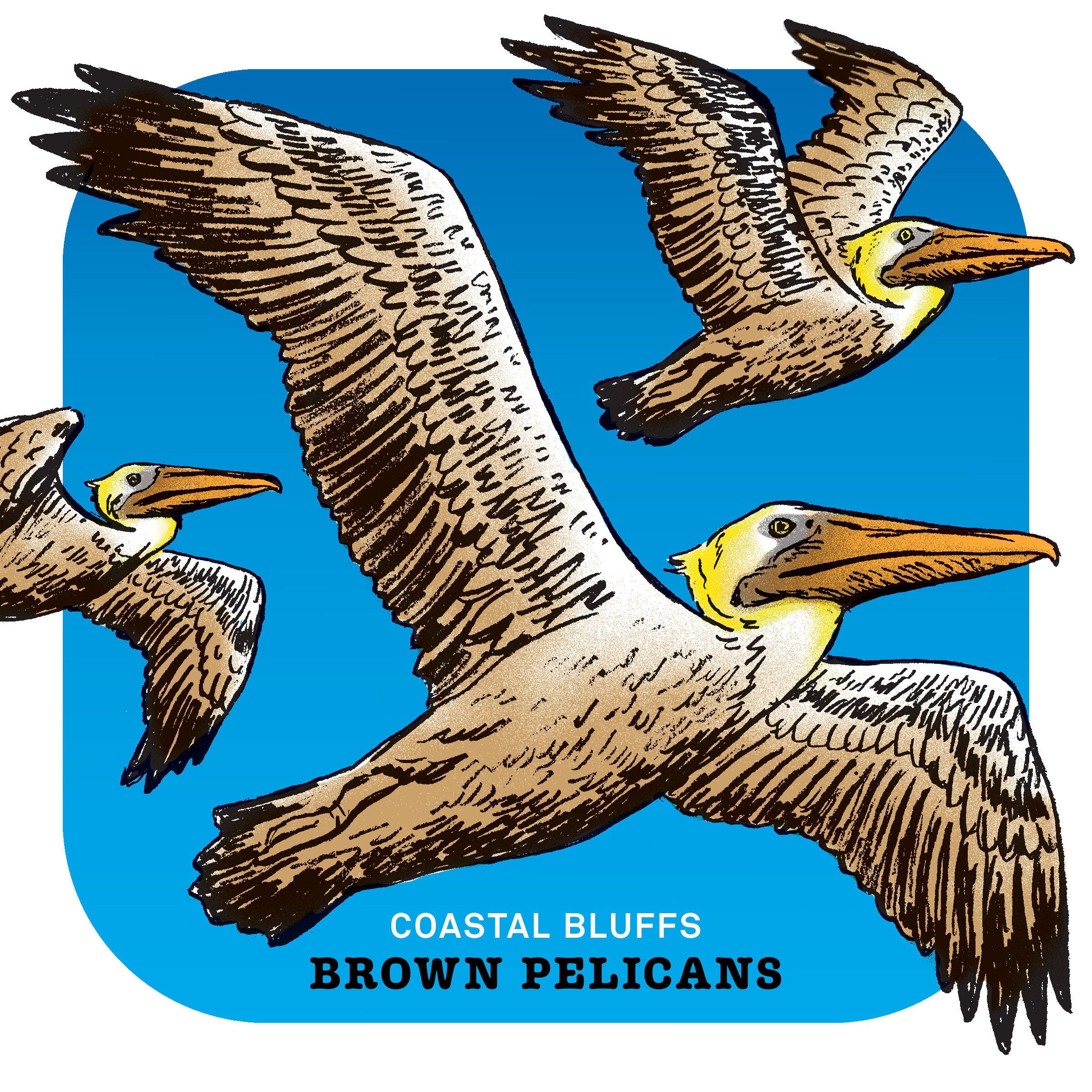 AsaKittner_BrownPelicans_Edit_052125.png