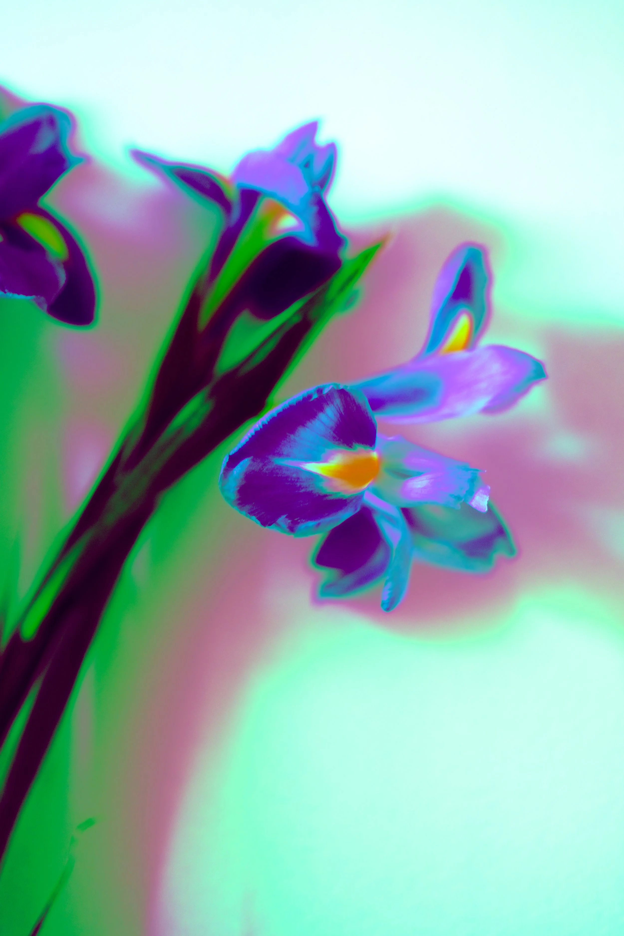 DSCF1670.jpg