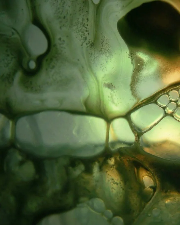 From a very niche woodland situation, to your daily barrier ritual.

Micro-algae living in the sap of chestnut trees converts sugars into oil &mdash; it&rsquo;s isolated, fermented, and produces one of the most skin-compatible barrier oils in existen