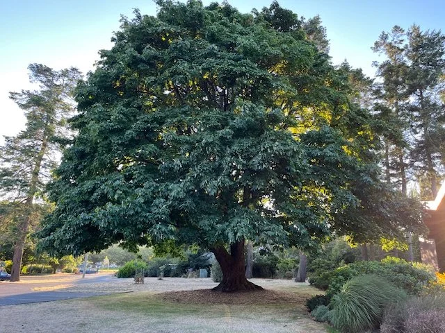 Large tree outdoors