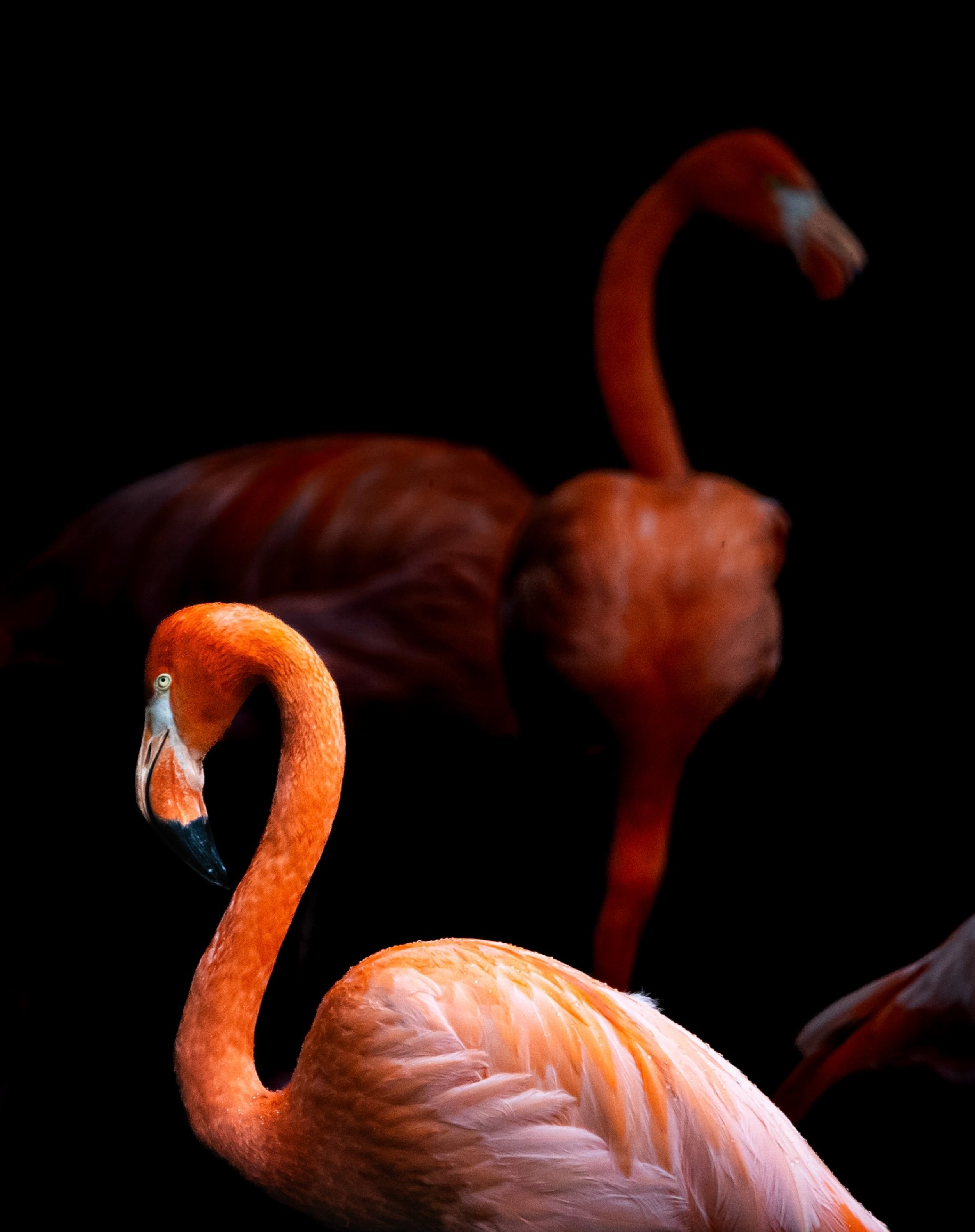 Shadow Studies of Birds 2025