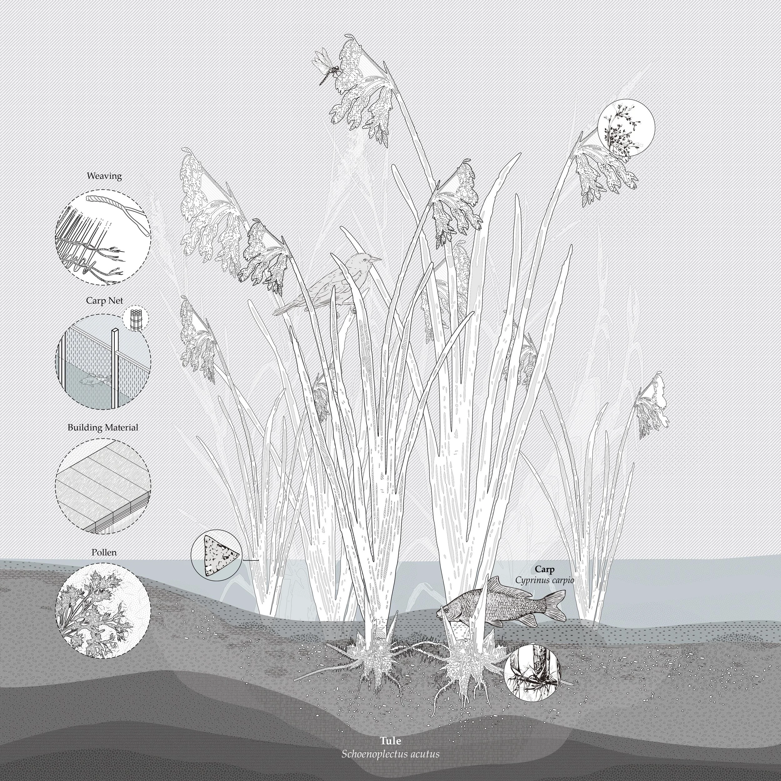 Aquatic Livelihoods_7.jpg