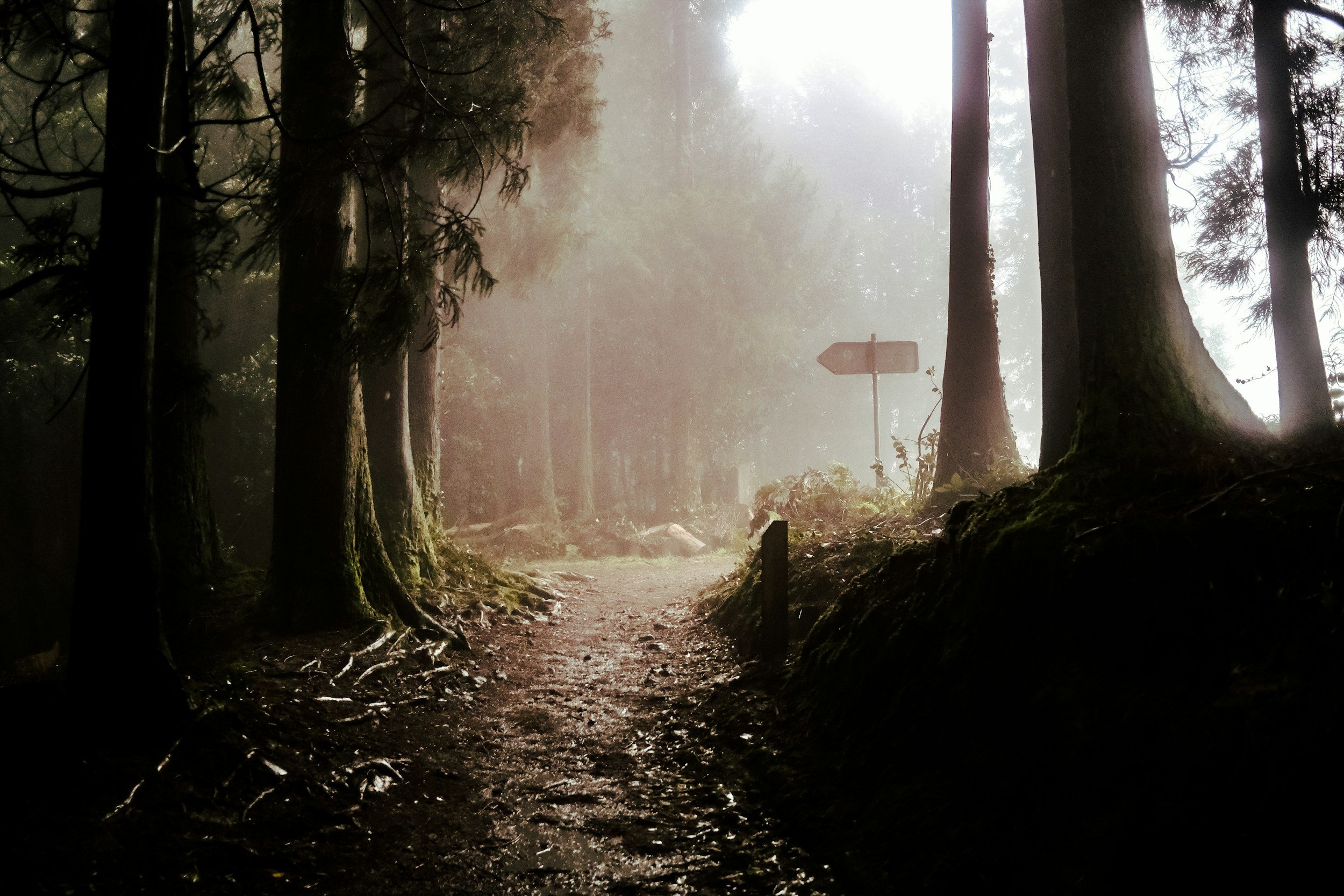 A foggy forest scene with tall trees surrounding a dirt path and a directional sign in the background.