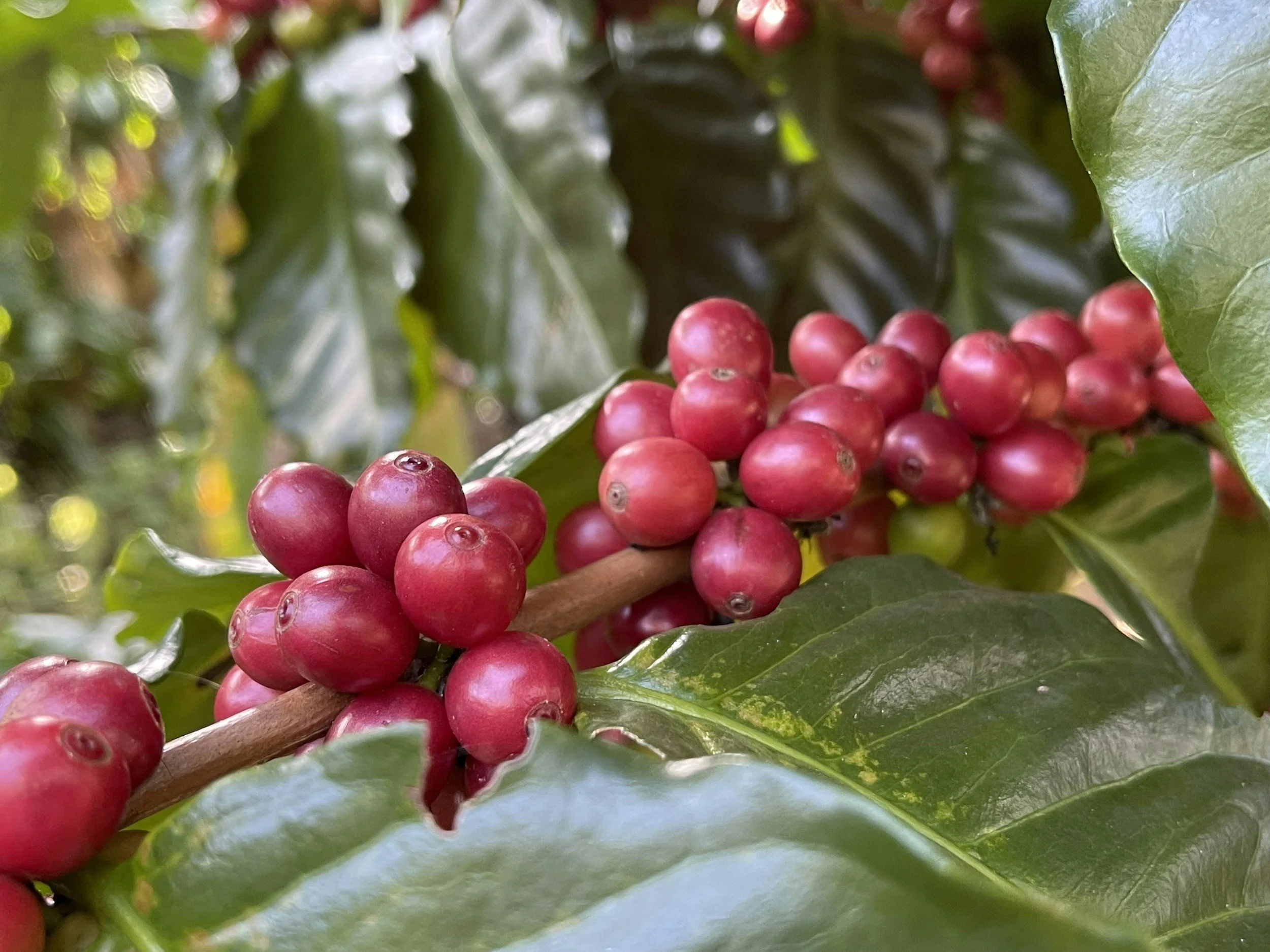 Close-up of red coffee cherries on a branch surrounded by glossy green leaves.
