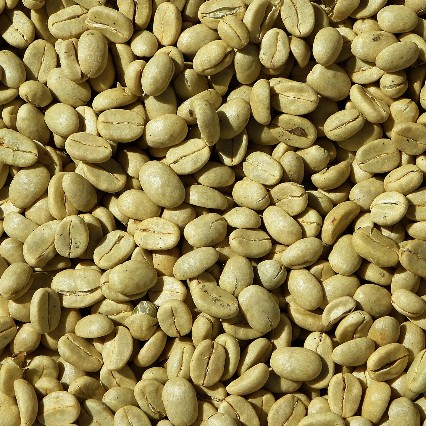 Close-up of green coffee beans.