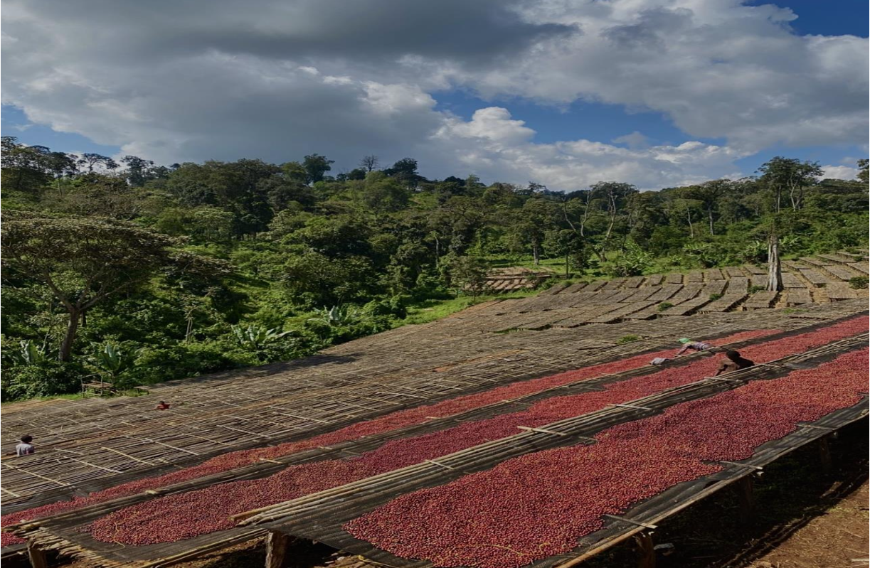 Red cherries spread out to dry on wooden racks with green forest and cloudy sky in the background.