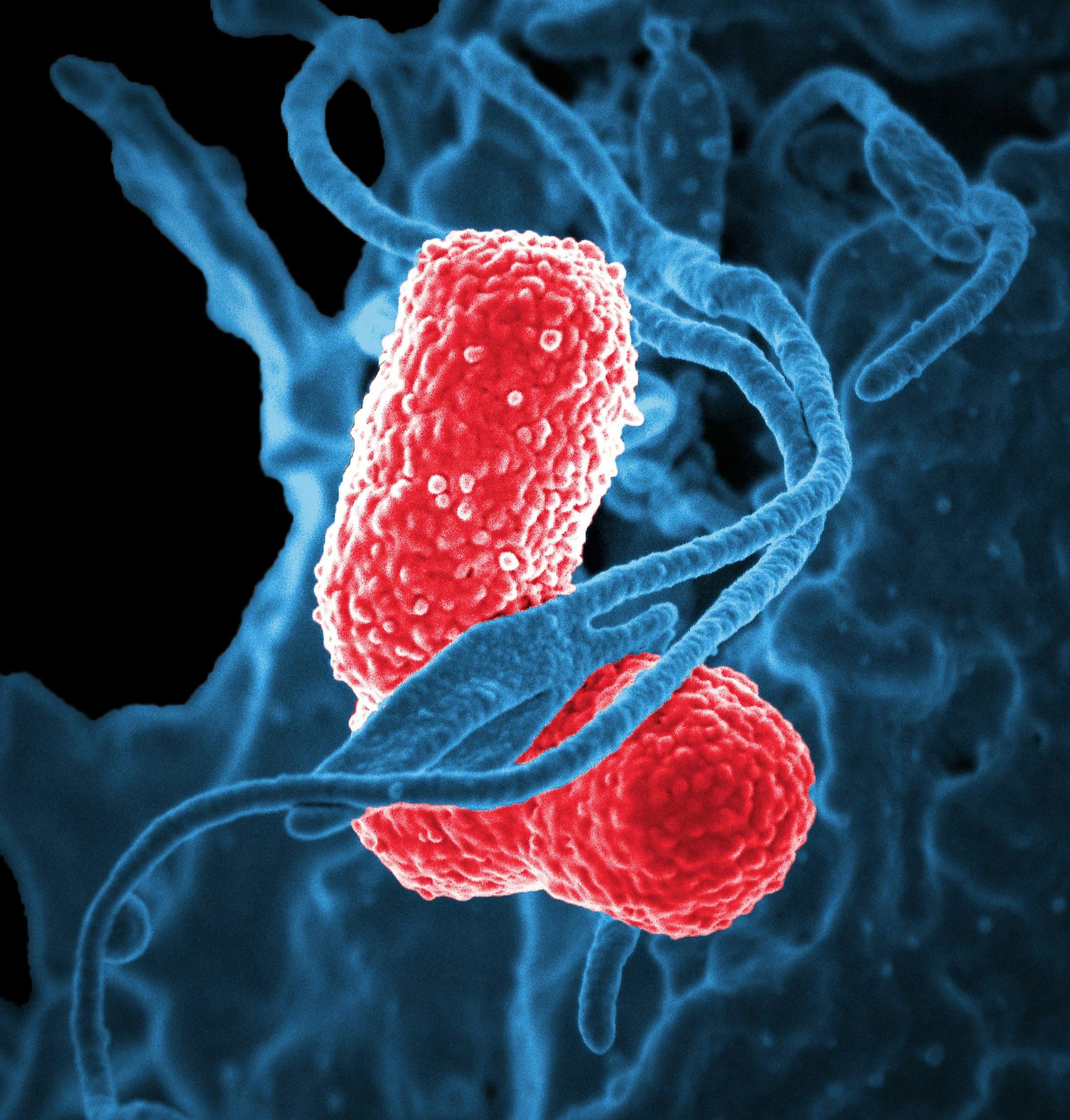 Understanding the Microbiome