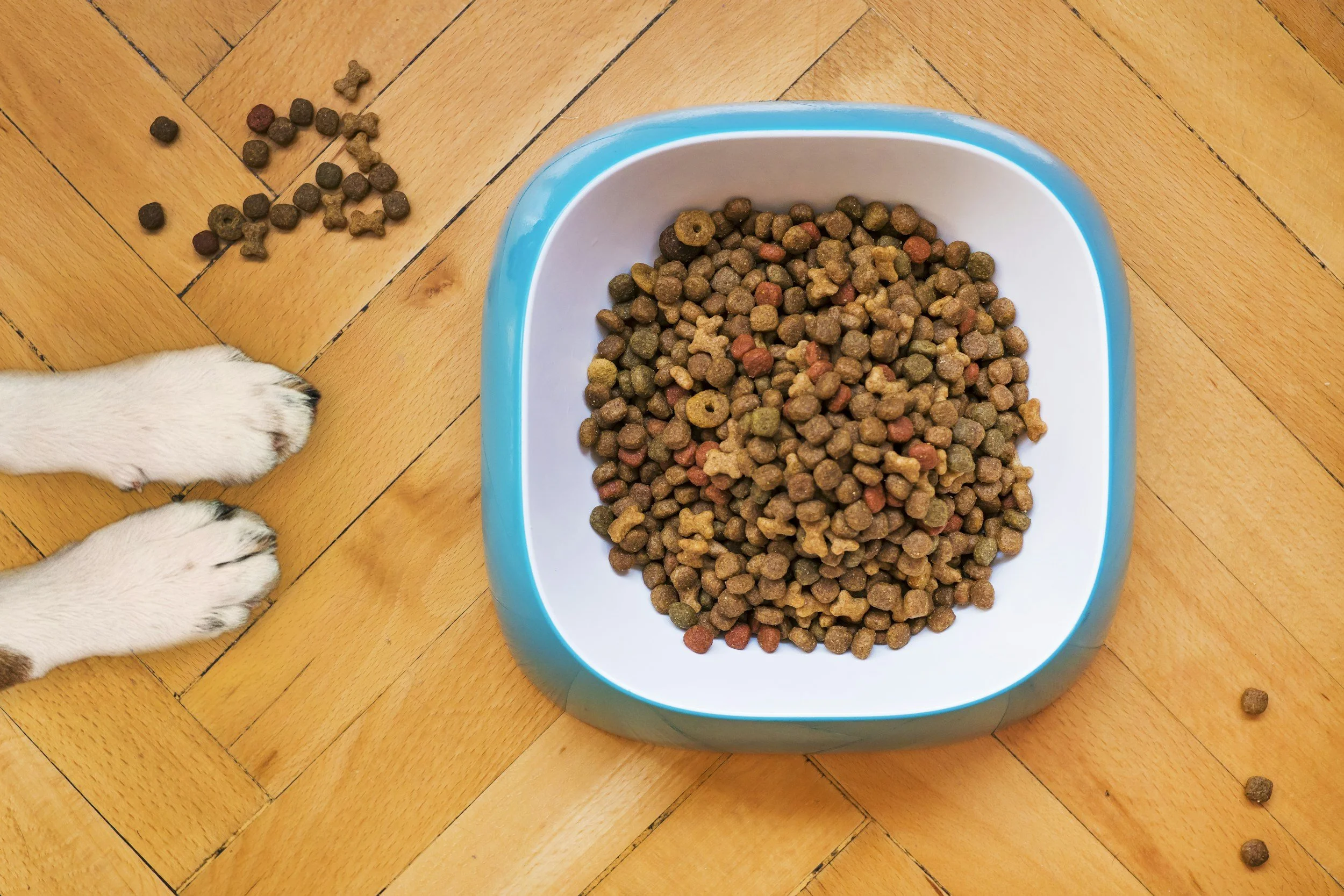 dog food
