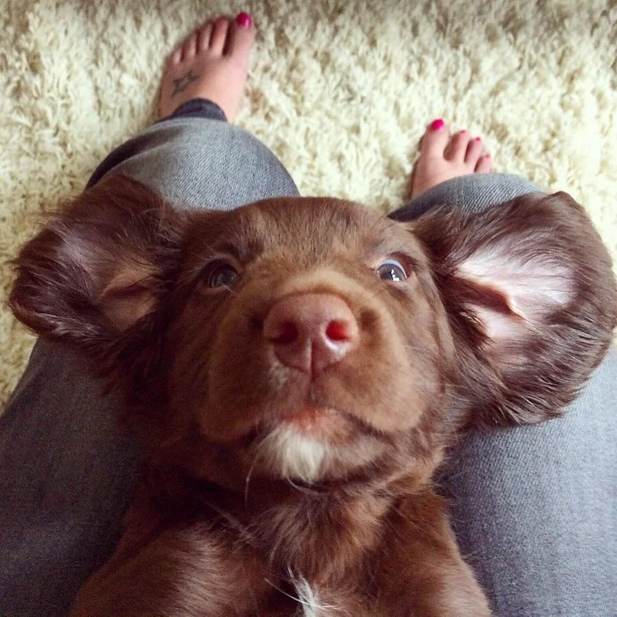A brown puppy with floppy ears resting on someone's lap, with the person's feet visible on a beige carpet.