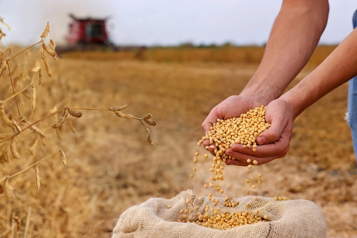 Two Soybean Prices, One Market