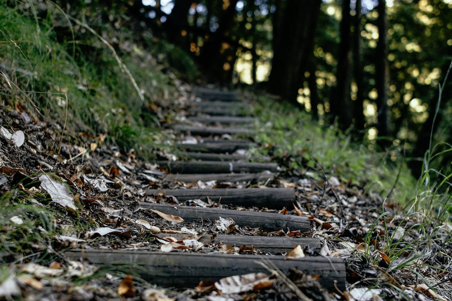 Wooden steps on a forest trail surrounded by greenery and fallen leaves.