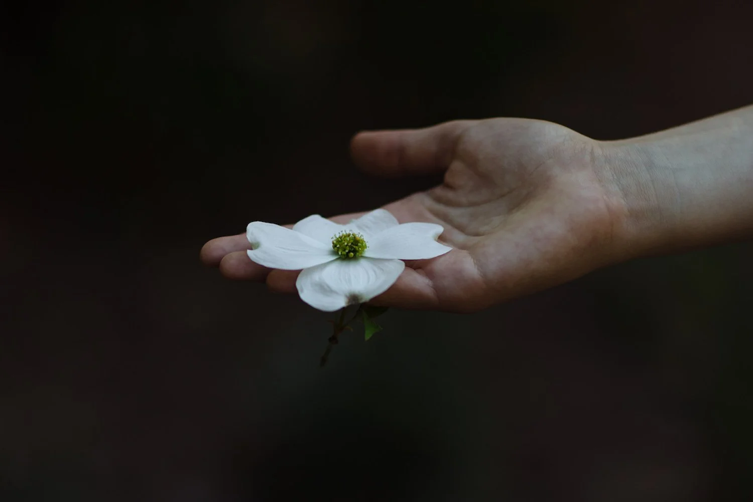 A person's hand holding a white flower with a yellow-green center against a dark background.