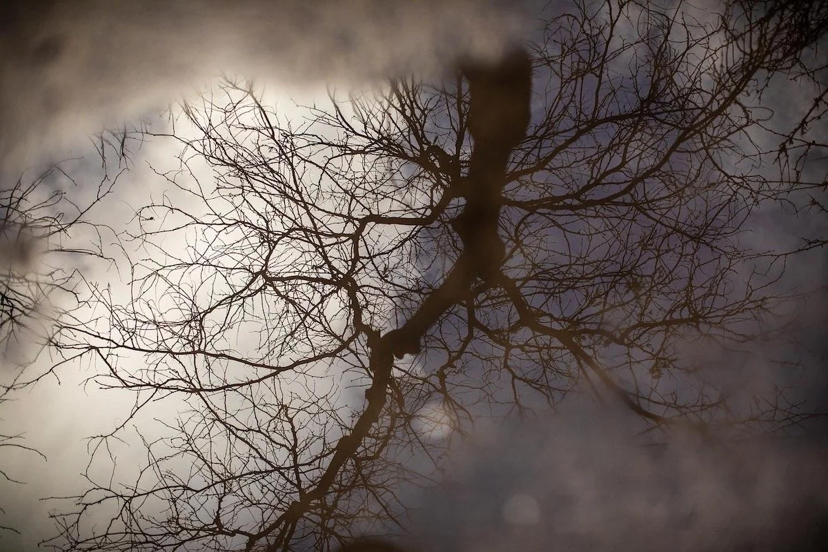 Reflected view of a leafless tree in a puddle of water during dusk or dawn.