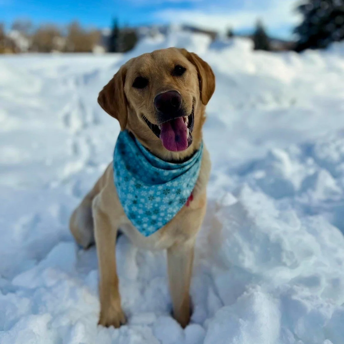 Employee Highlight: The Shop Dogs 

If you&rsquo;ve ever wondered how our crew keeps the stoke (and morale) so high, it&rsquo;s the dogs. There isn&rsquo;t a single person in the shop who hasn&rsquo;t ended up sprawled out in a dog bed midday, soakin