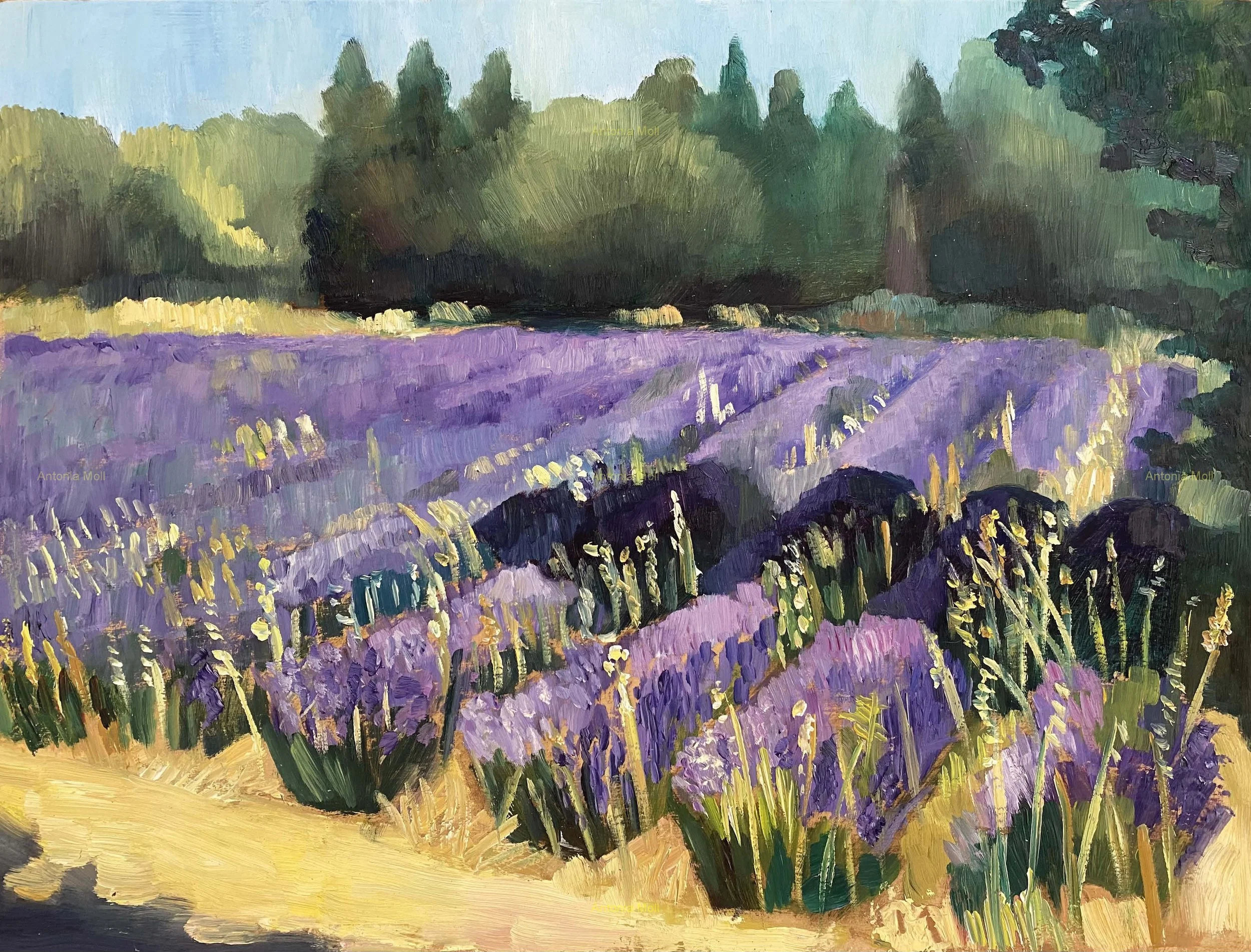 Lavendar Field in Provence - oil on wood panel - plein air sketch- 30x40cm - June 2026
