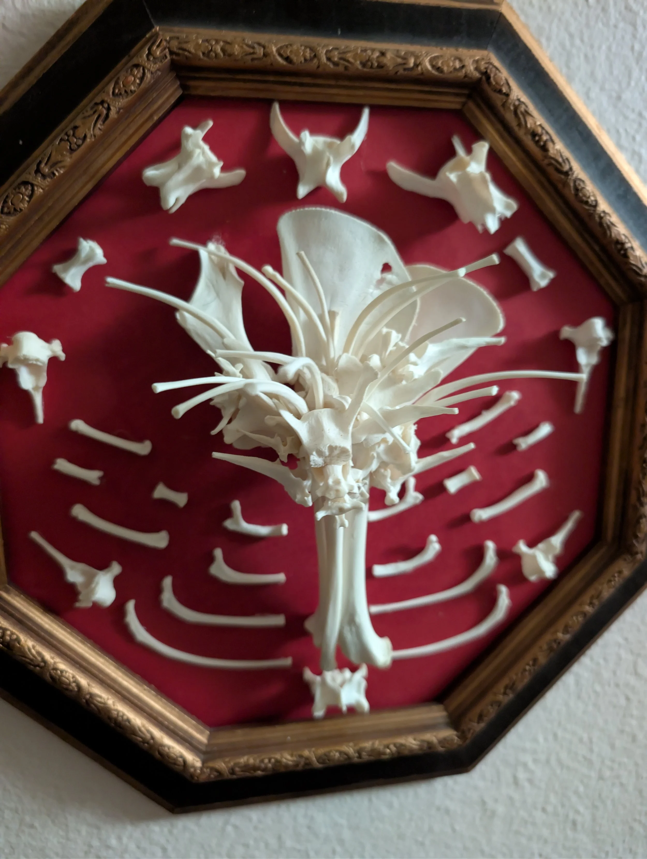 I really like your bones.