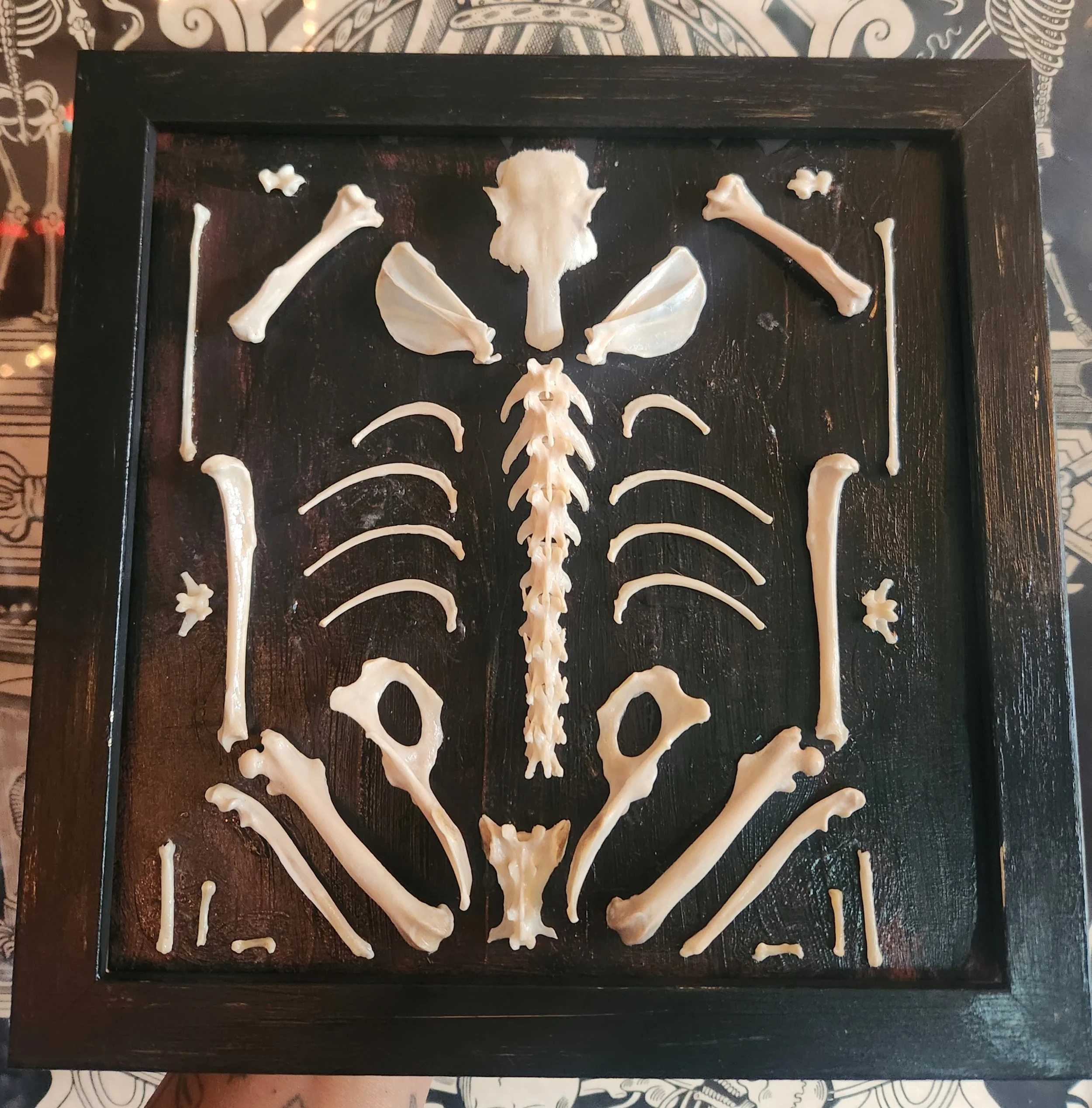 What a jumbled mess,  Re-articulated squirrel 2022