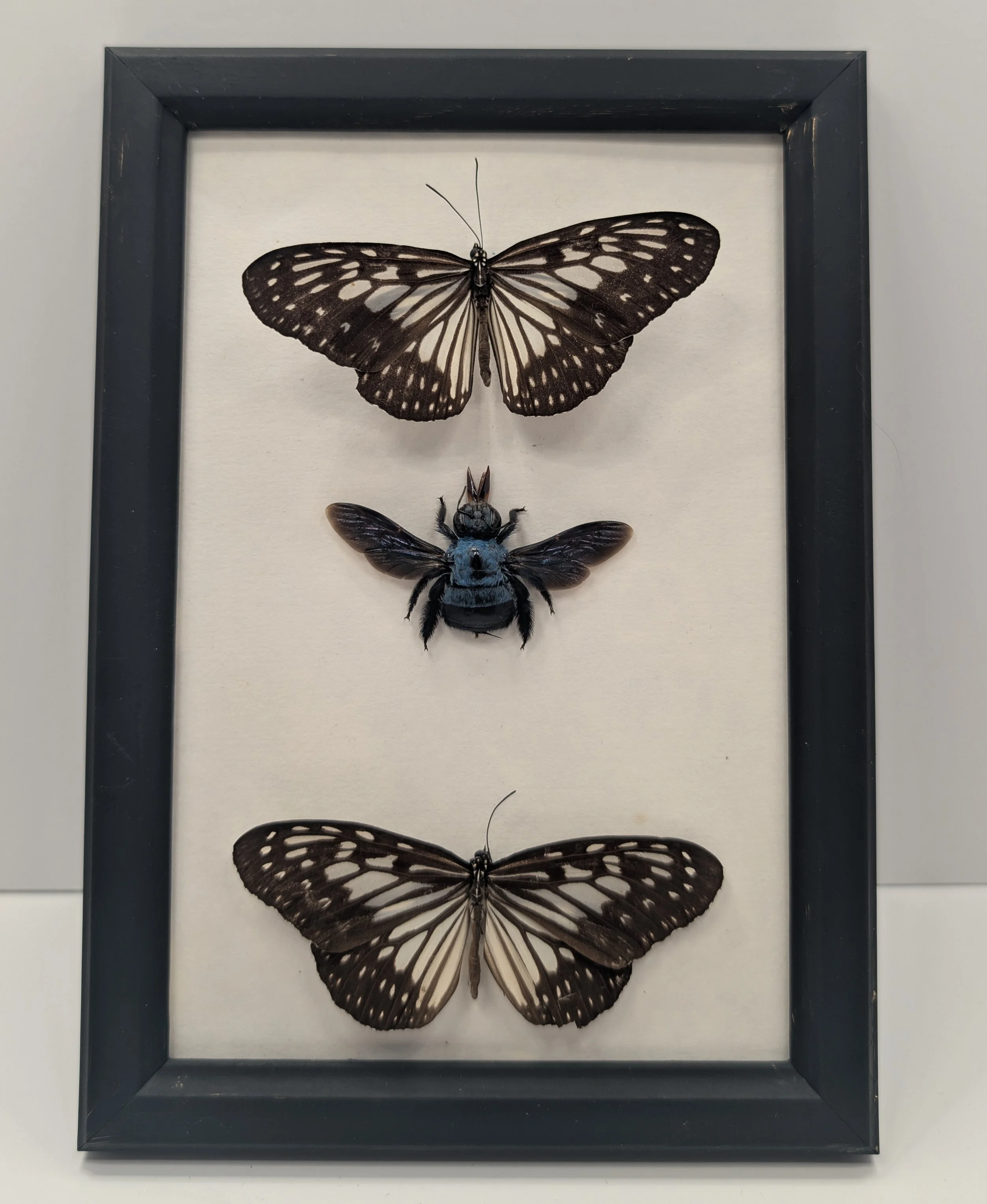 together we fly, butterflies and blue carpenter bee, 2023