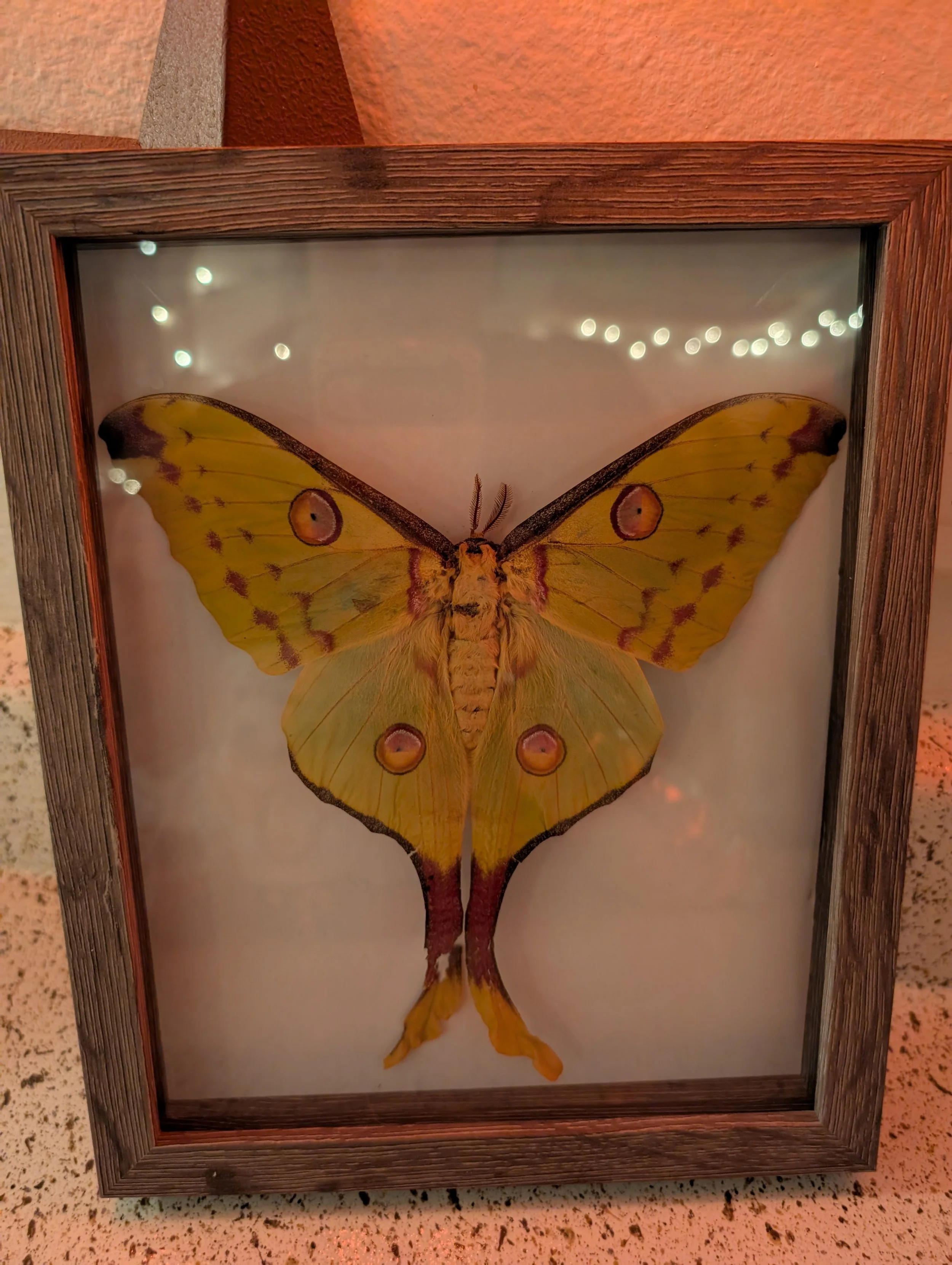Symmetry, lunar moth, 2023