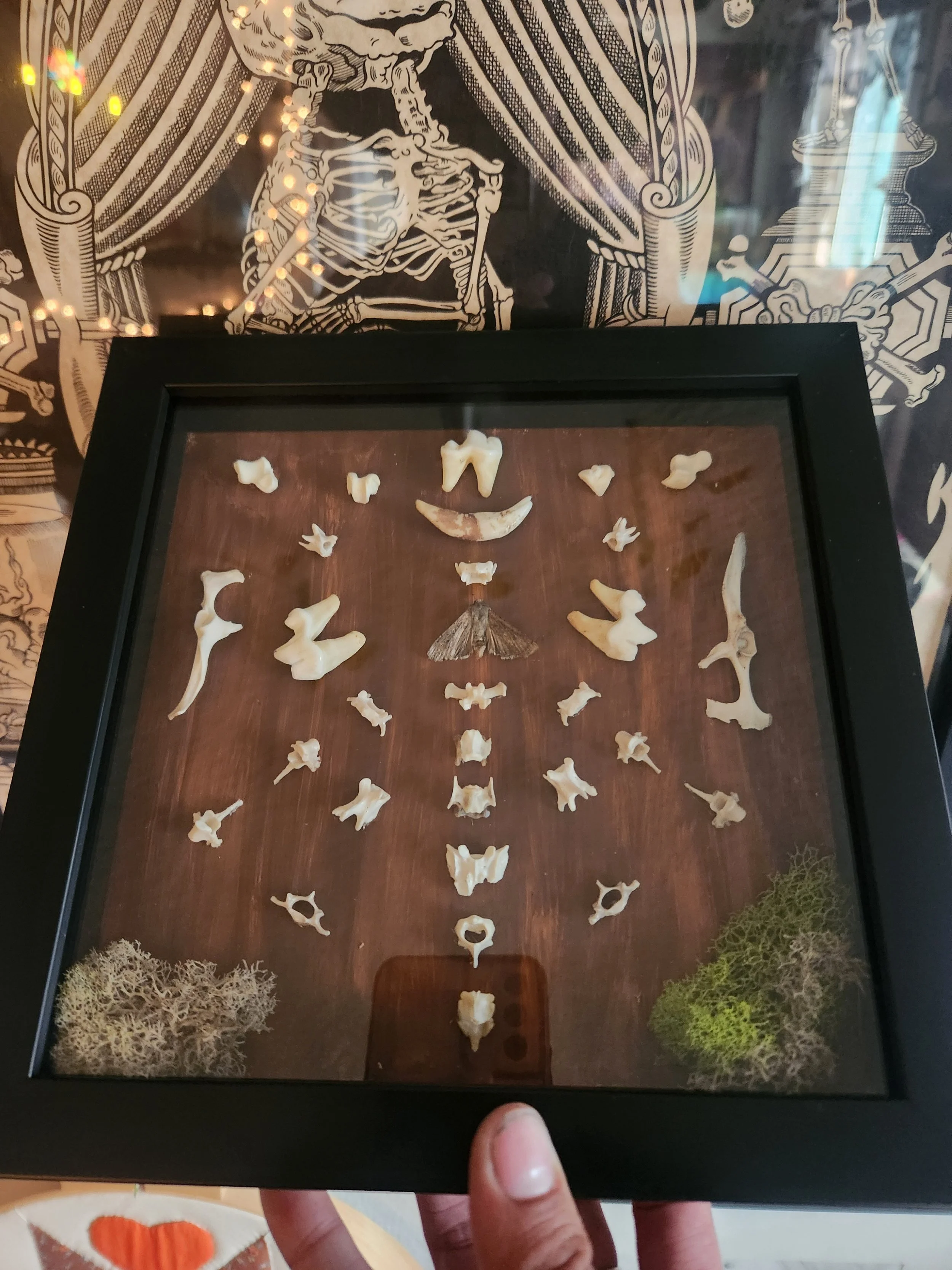 They bite, re-articulated coyote and squirrel bones 2021