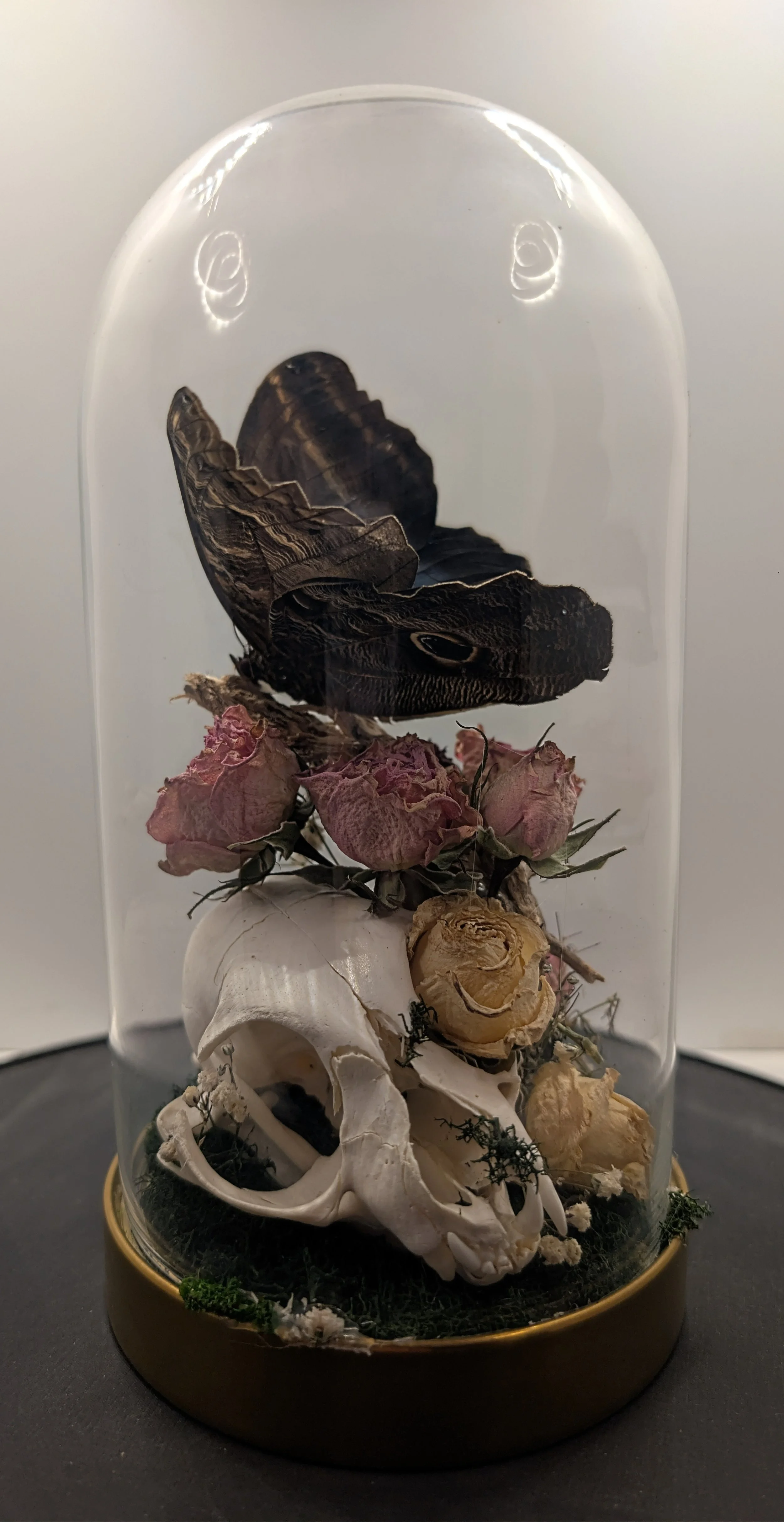 Cat Skull with an owl eye Butterfly, 2024