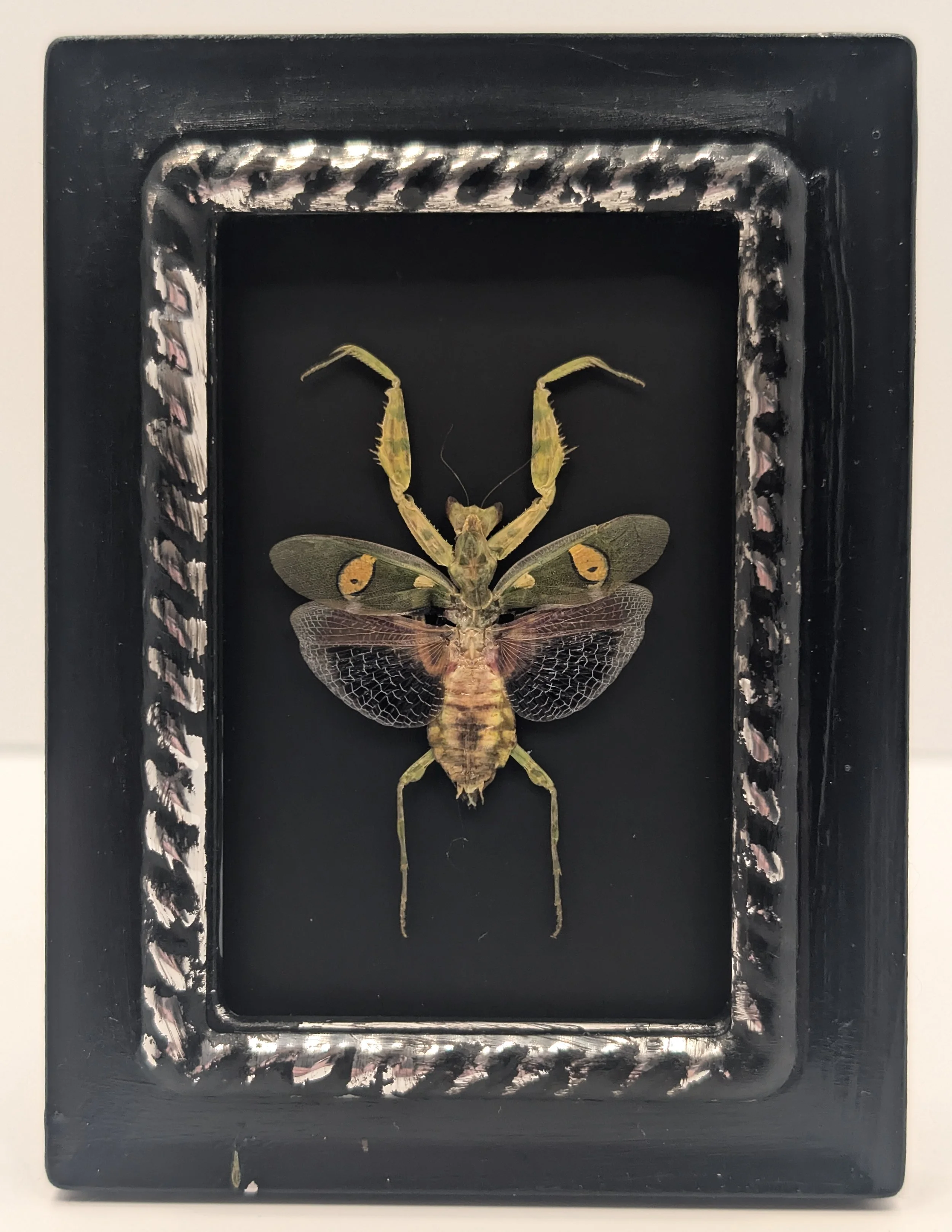 a world so small, Lotus mantis, 2023