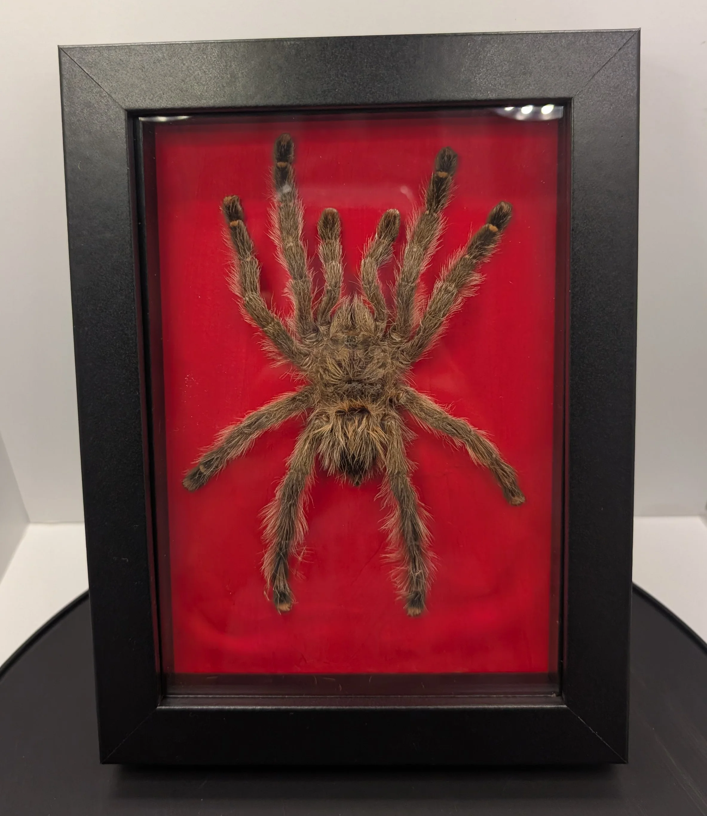 creeps, Bird eater, 2023