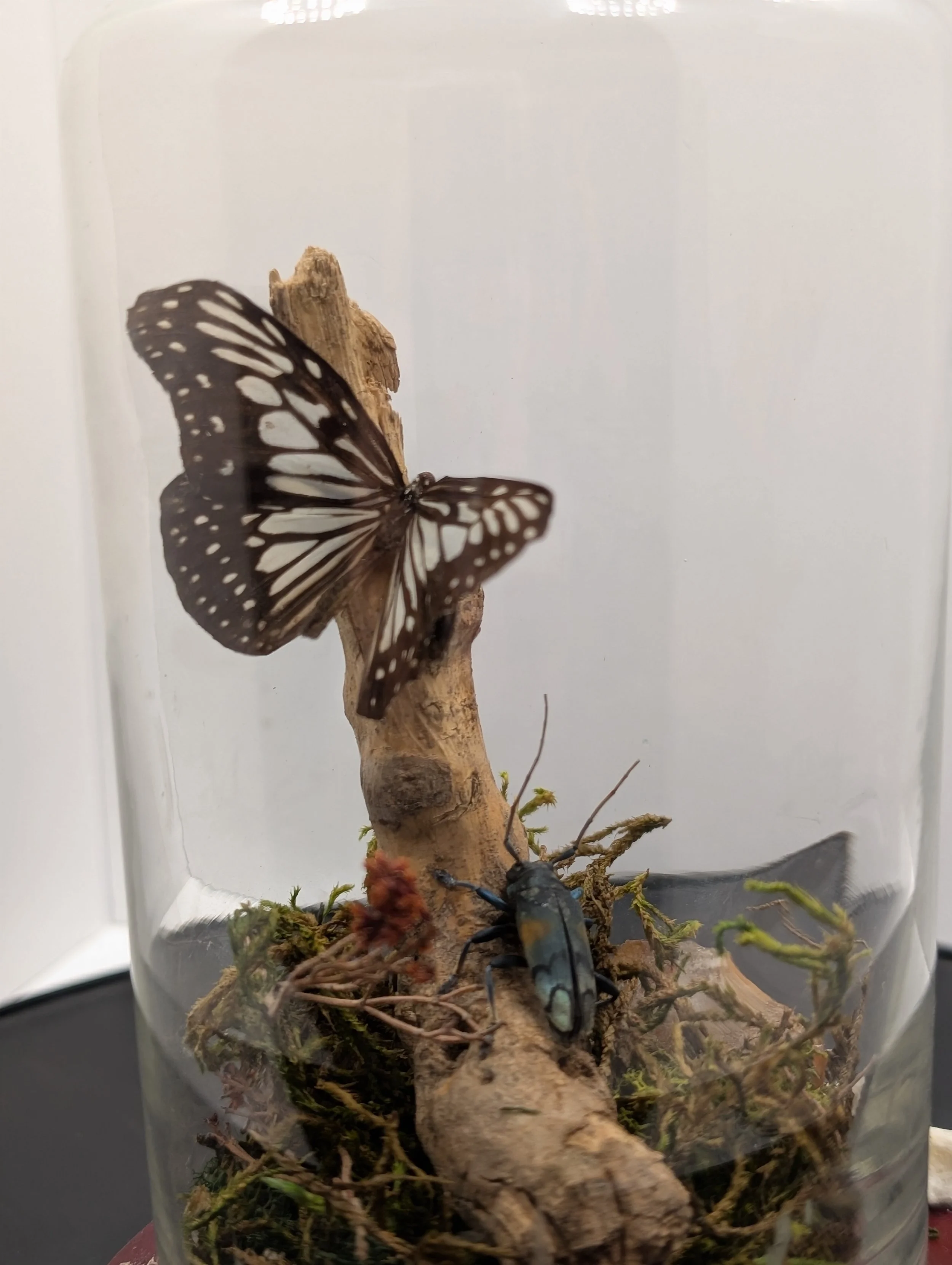 so close, Long beetle and butterfly, 2023