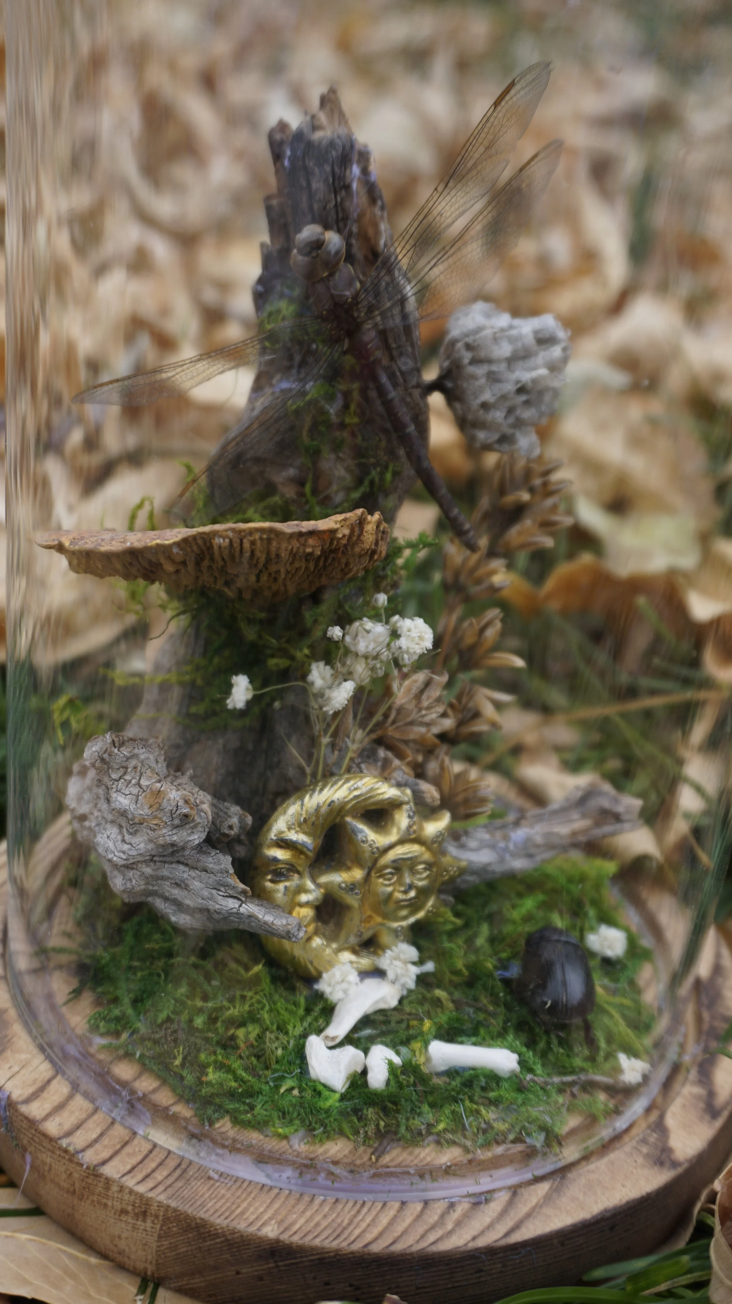 Still I dream, dragonfly, black beetle and bones, 2024 