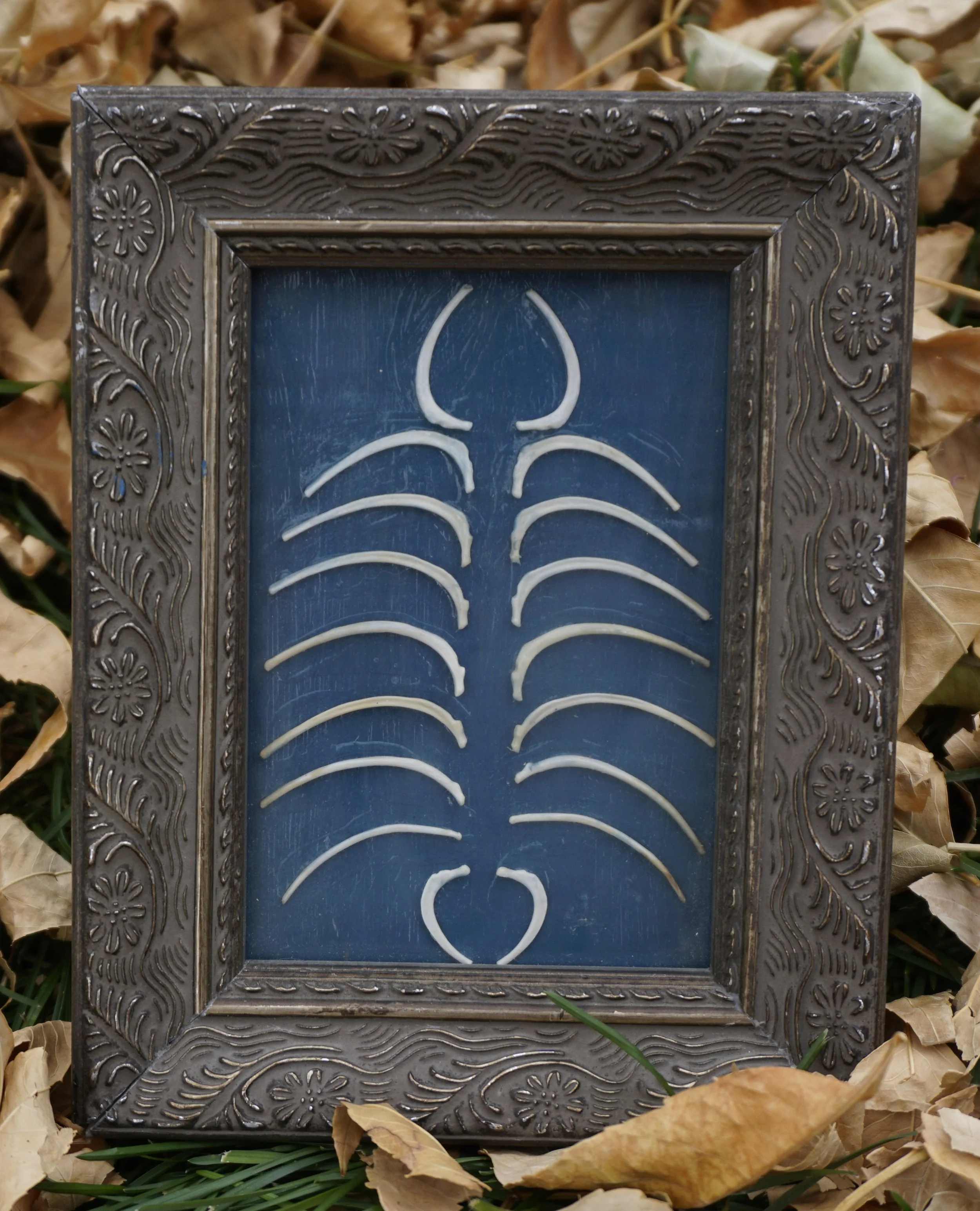 Inner Legs, squirrel ribs 2021