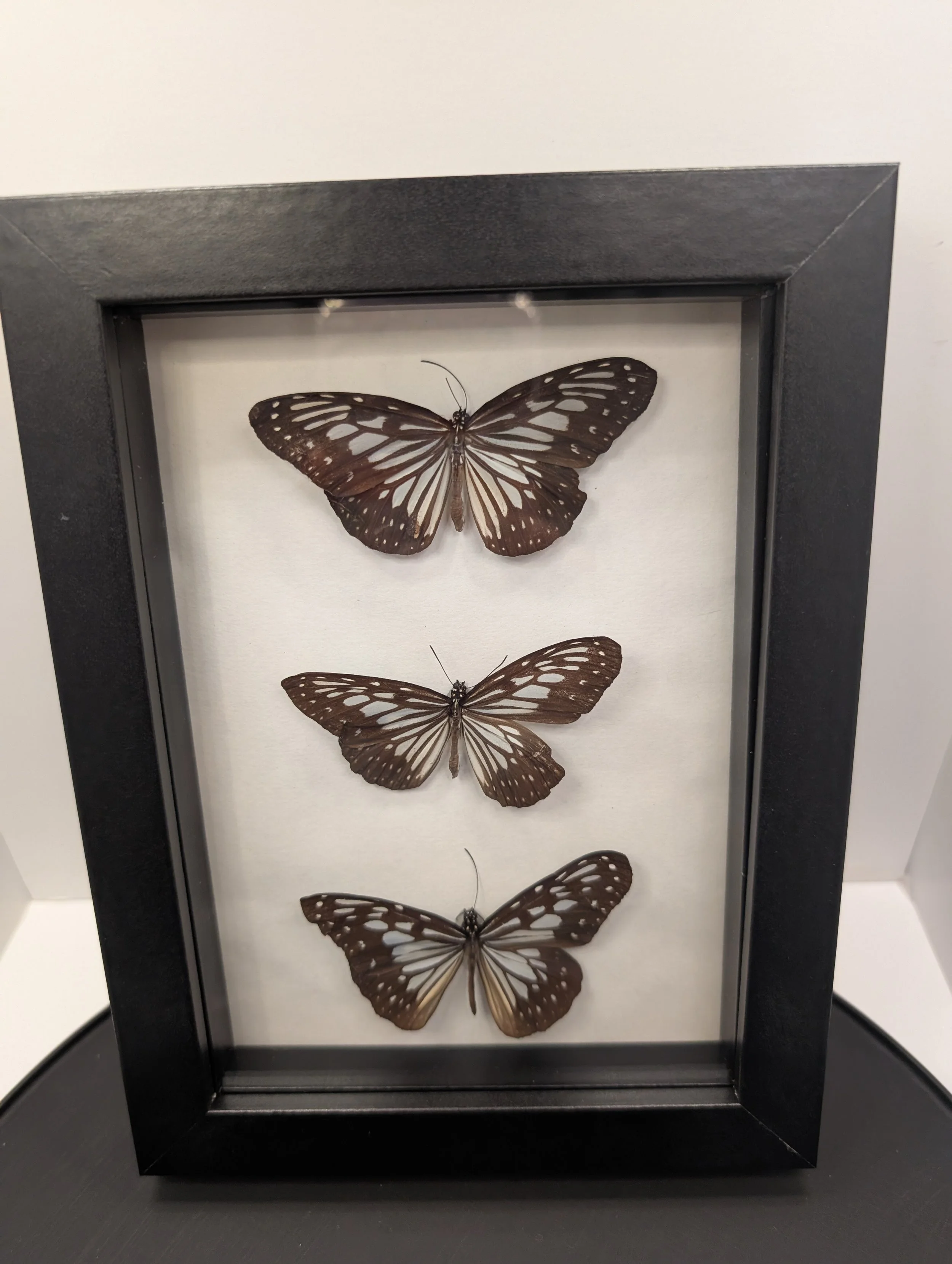 synchronicity, Rice paper butterflies, 2024