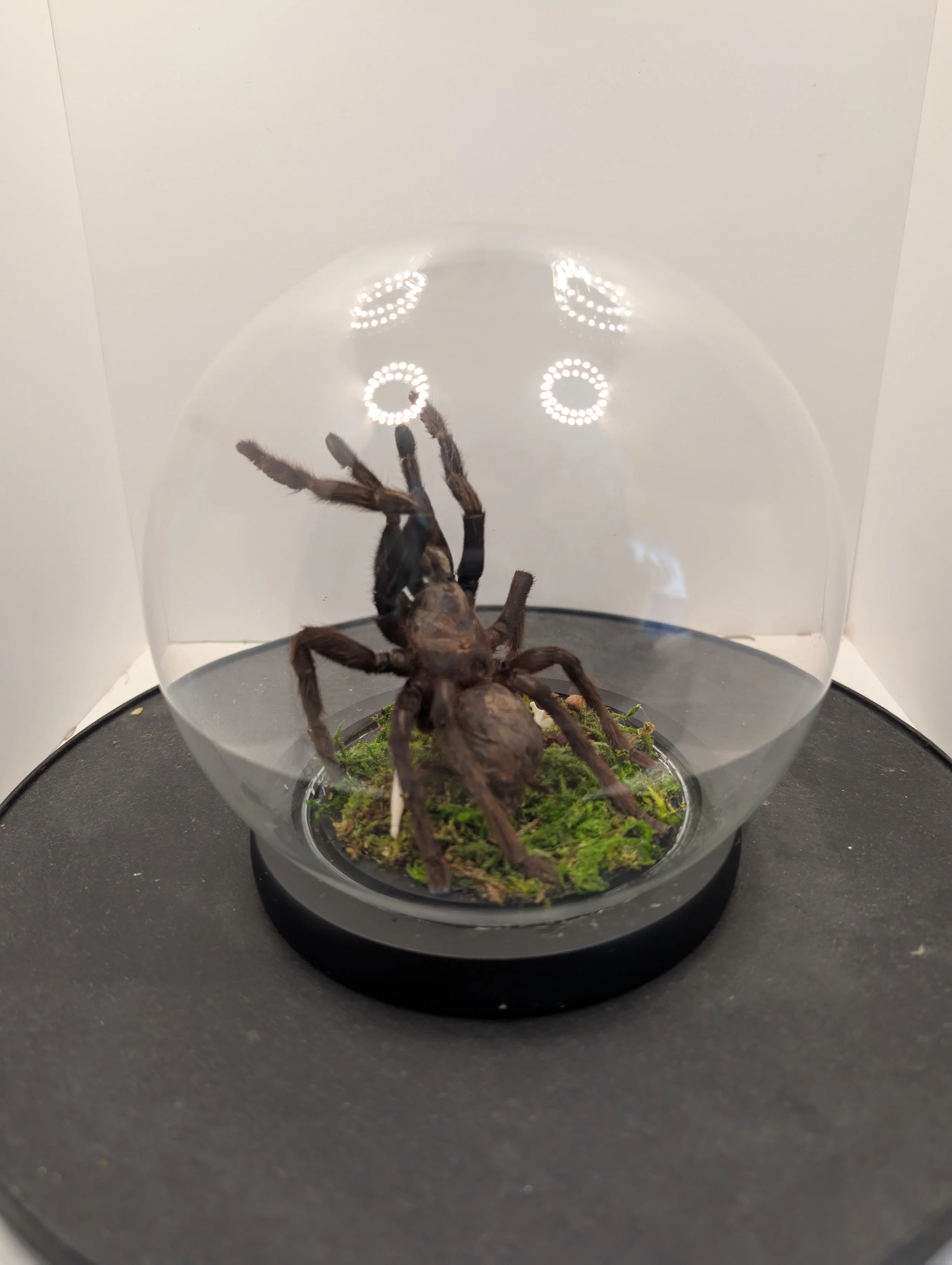 eat your heart out, Bird Eater and bones, 2024