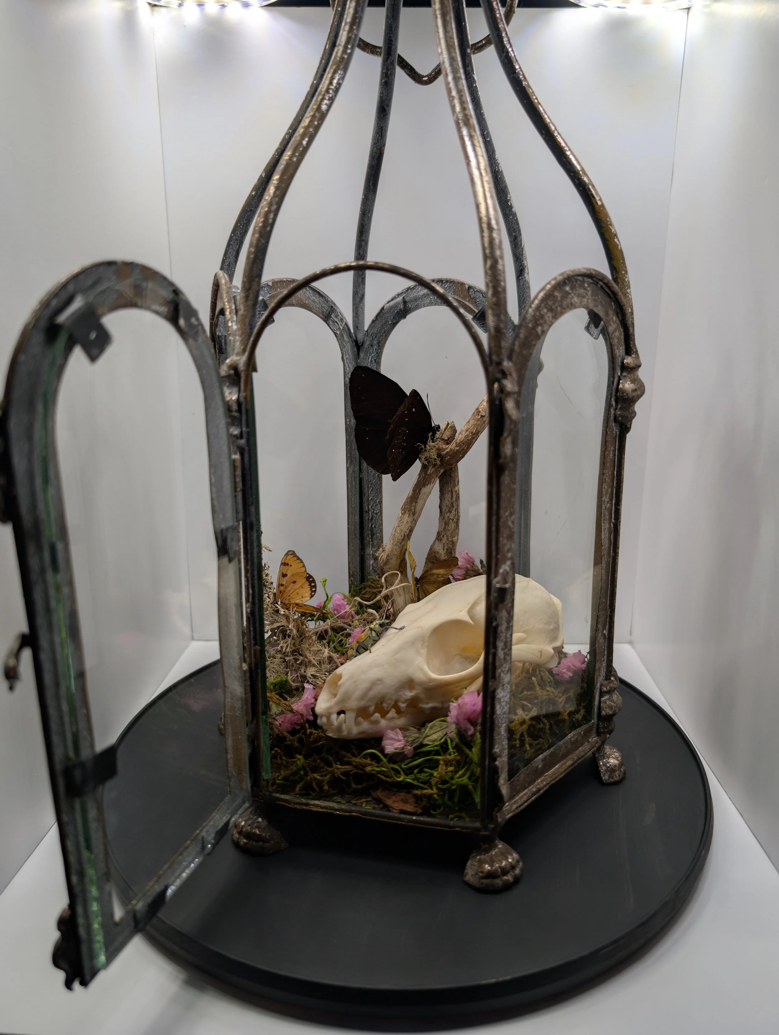 Raccoon skull with butterfly, 2024