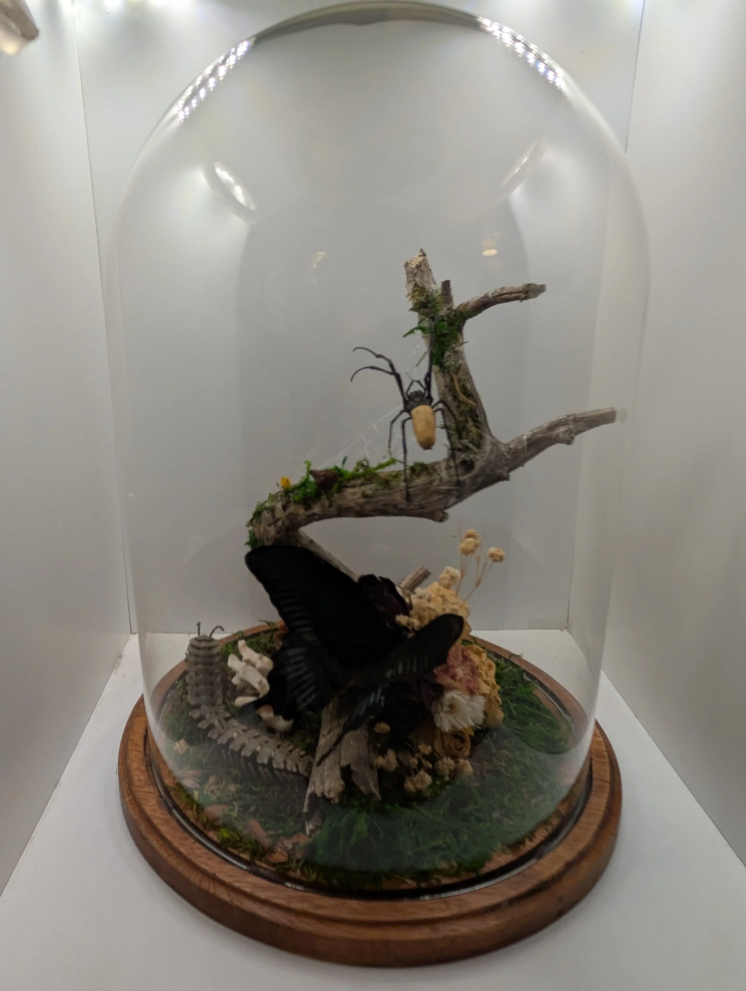 In harmony, Black swallowtail, orb weaver and centipede. 2024