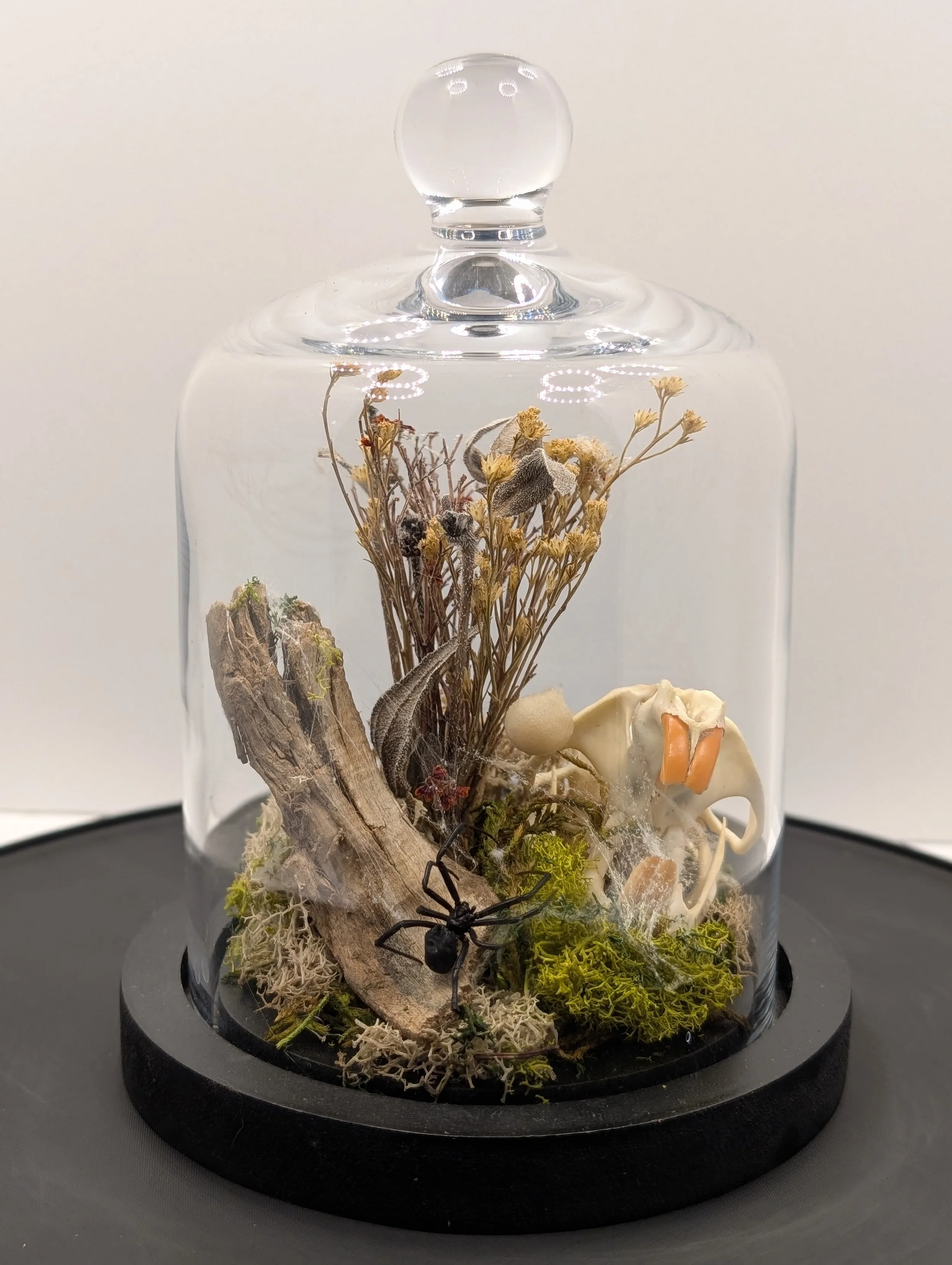 Black widow her egg sack with a muskrat skull, 2024